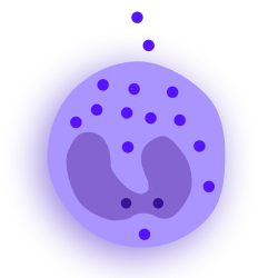 Basophil with large granules, releasing some chemicals