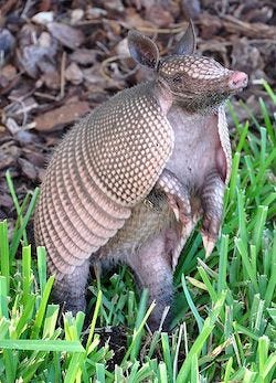 Armadilllo standing on its back legs in bright green grass.