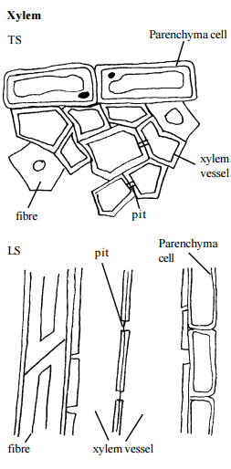 xylum