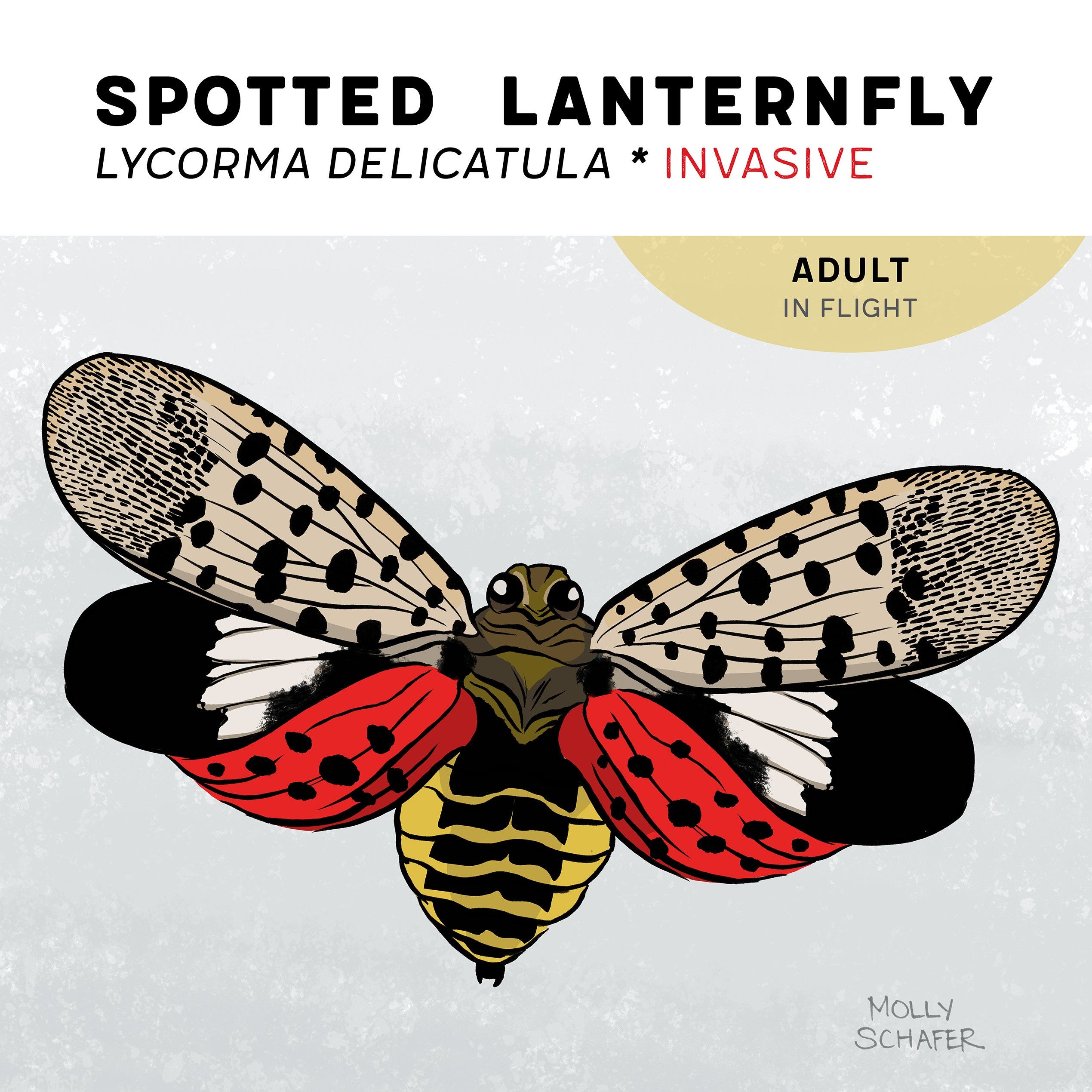 THE LANTERNFLY.