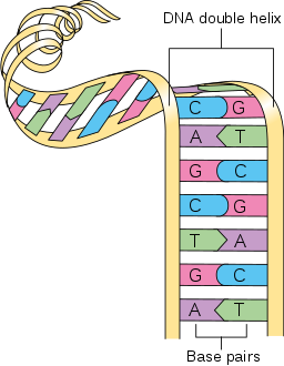 Diagram showing a double helix of a chromosome