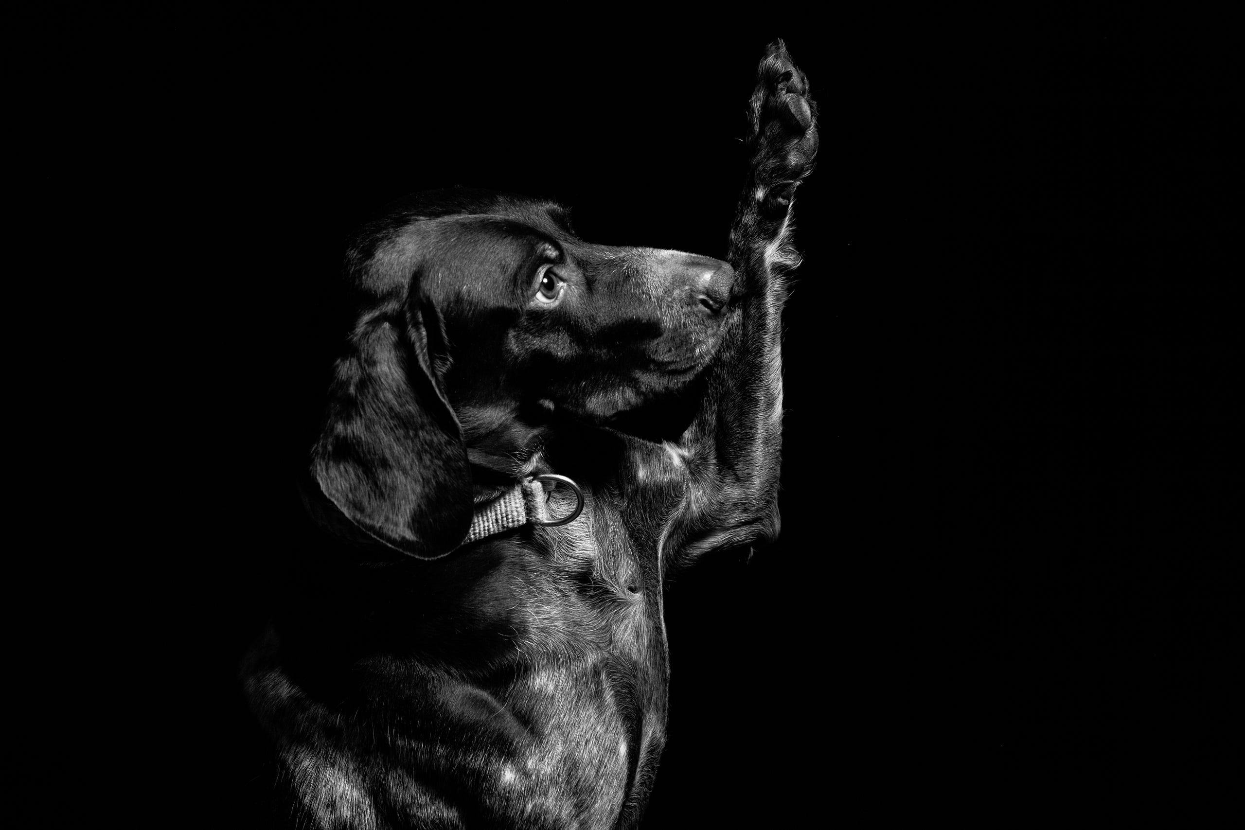 Hasta entre los perros hay razas