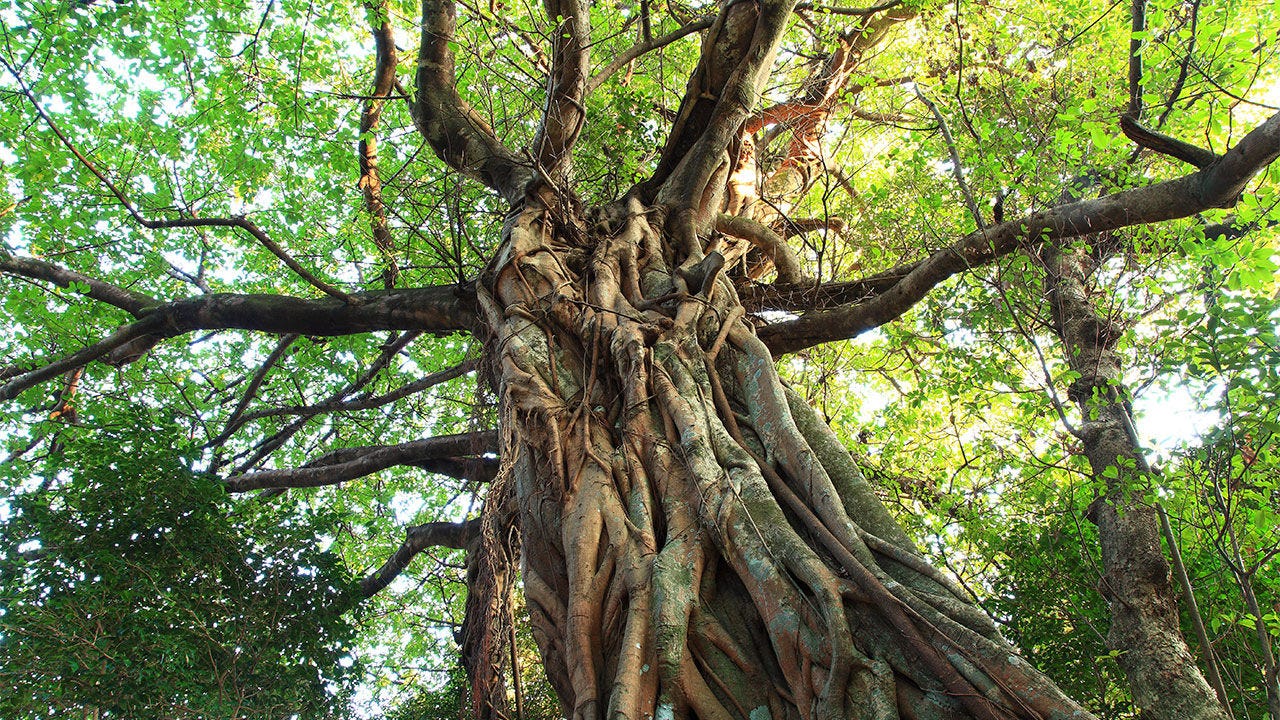 Estrategias de migración: Strangler Fig Application y Anticorruption Layer