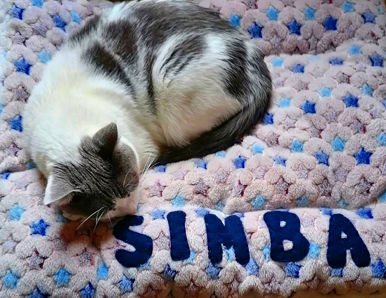 Simba, my cat.