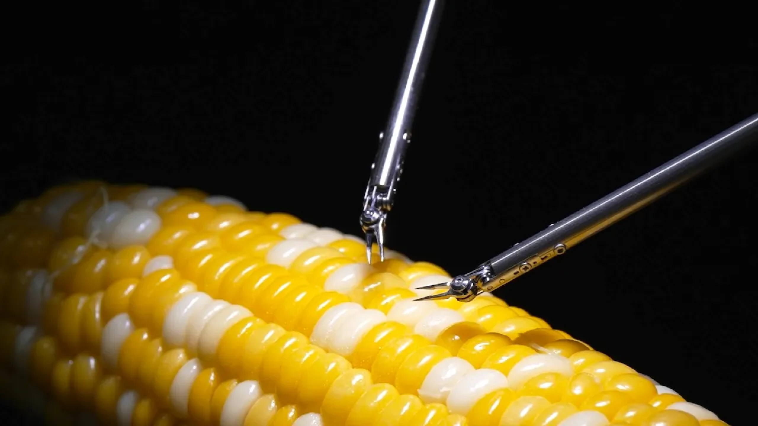 I Just Saw a Robot Stitch a Corn Kernel