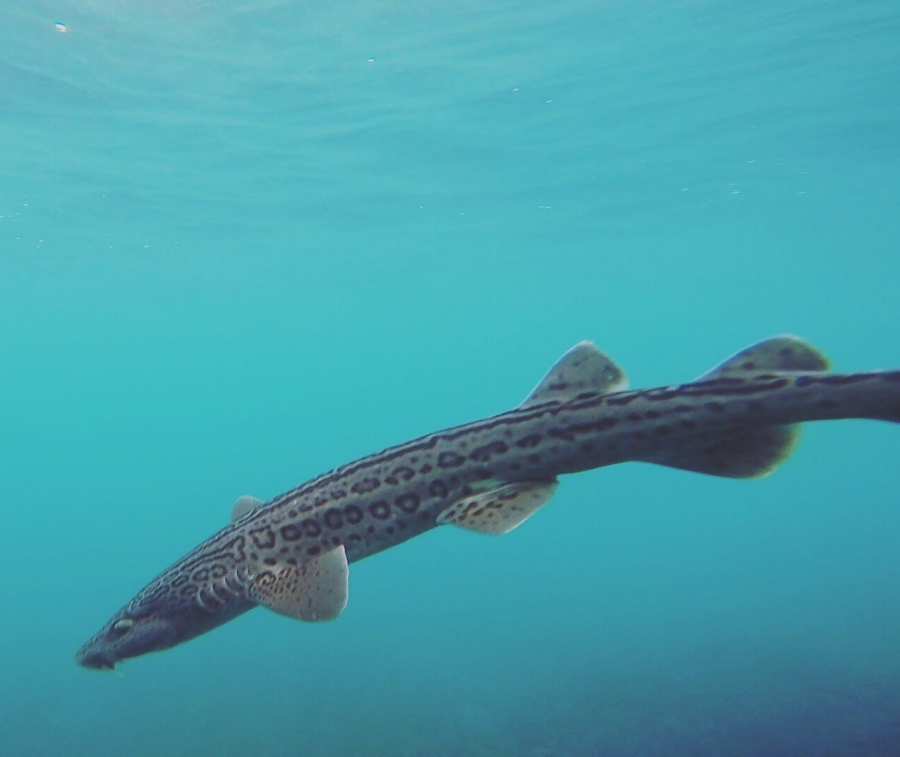 After being tagged during an Oceans Research Institute tag and release project this leopard catshark, an endemic species of Southern African shark, swims off. Photo by Esther Jacobs, Oceans Research Institute.