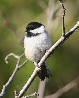 a small black and white bird on a twig