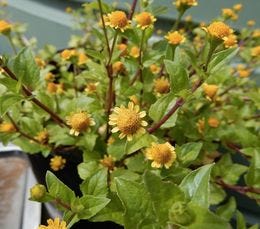 Yellow buds of the Spilanthes plant