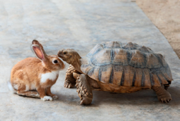 grey, tan, and brown turtle facing a tan and white bunny