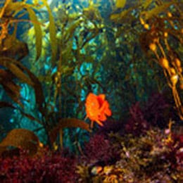 An orange Garibaldi, California’s State fish, swims through dense fronds of algae off Anacapa Island around 2000 in a marine reserve teeming with life. Photo from Getty Images.