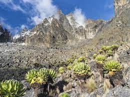 Mt. Kenya Forest