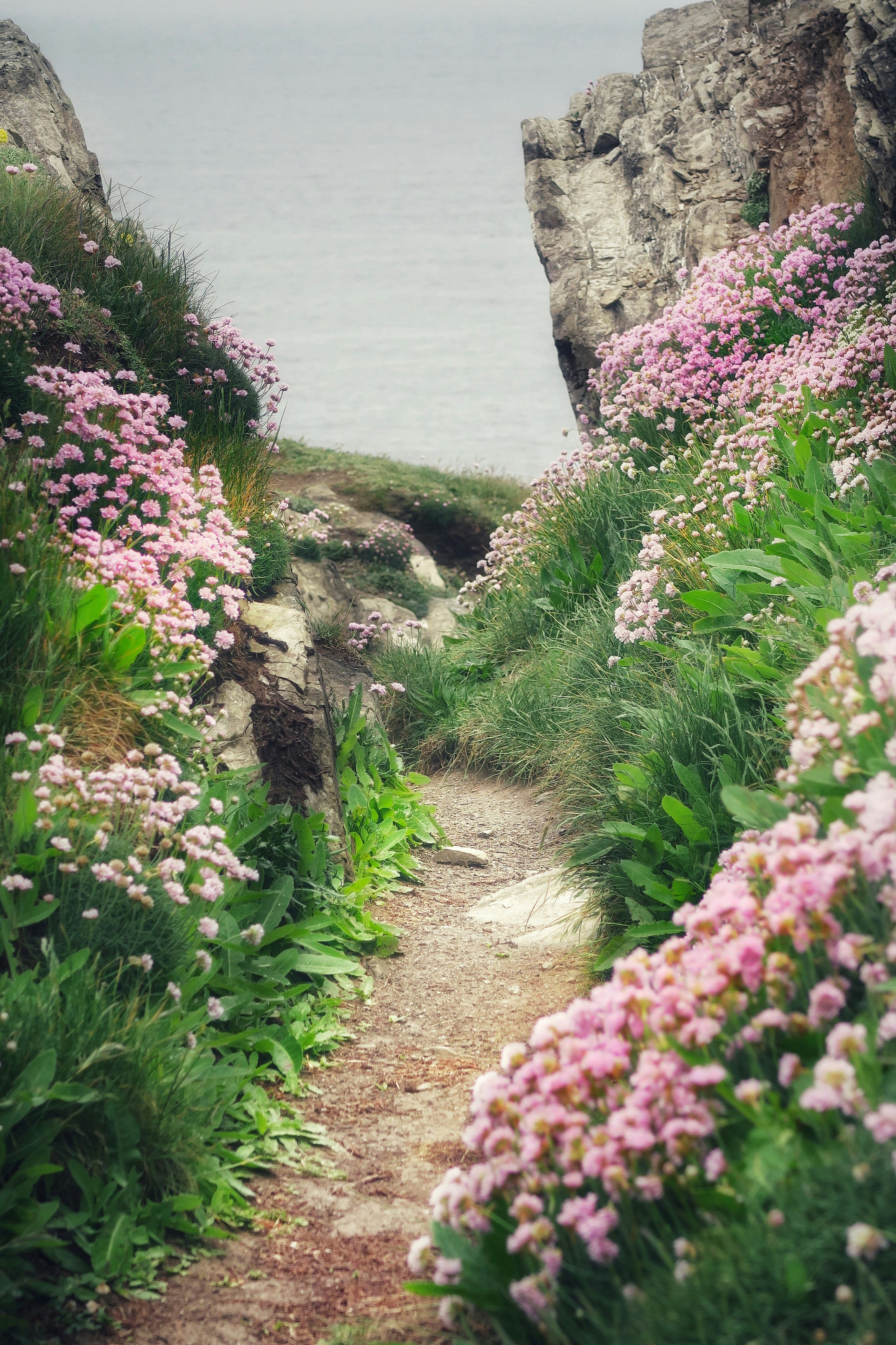 Wildflowering