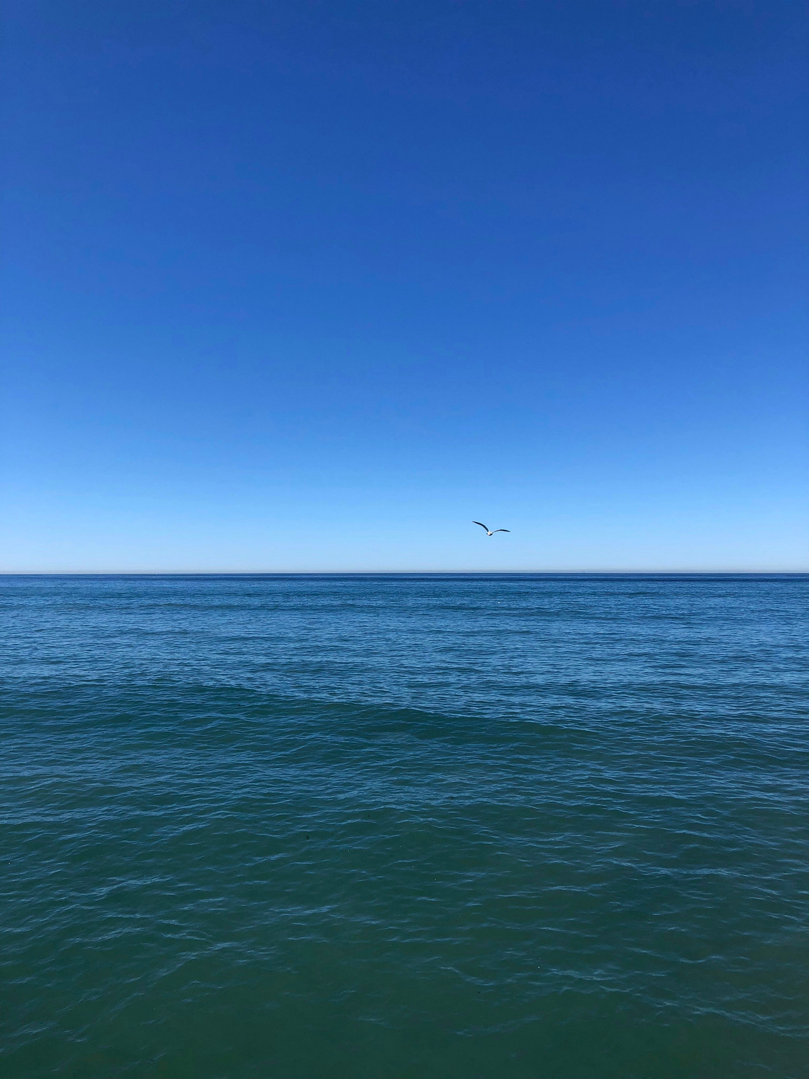 The Pacific