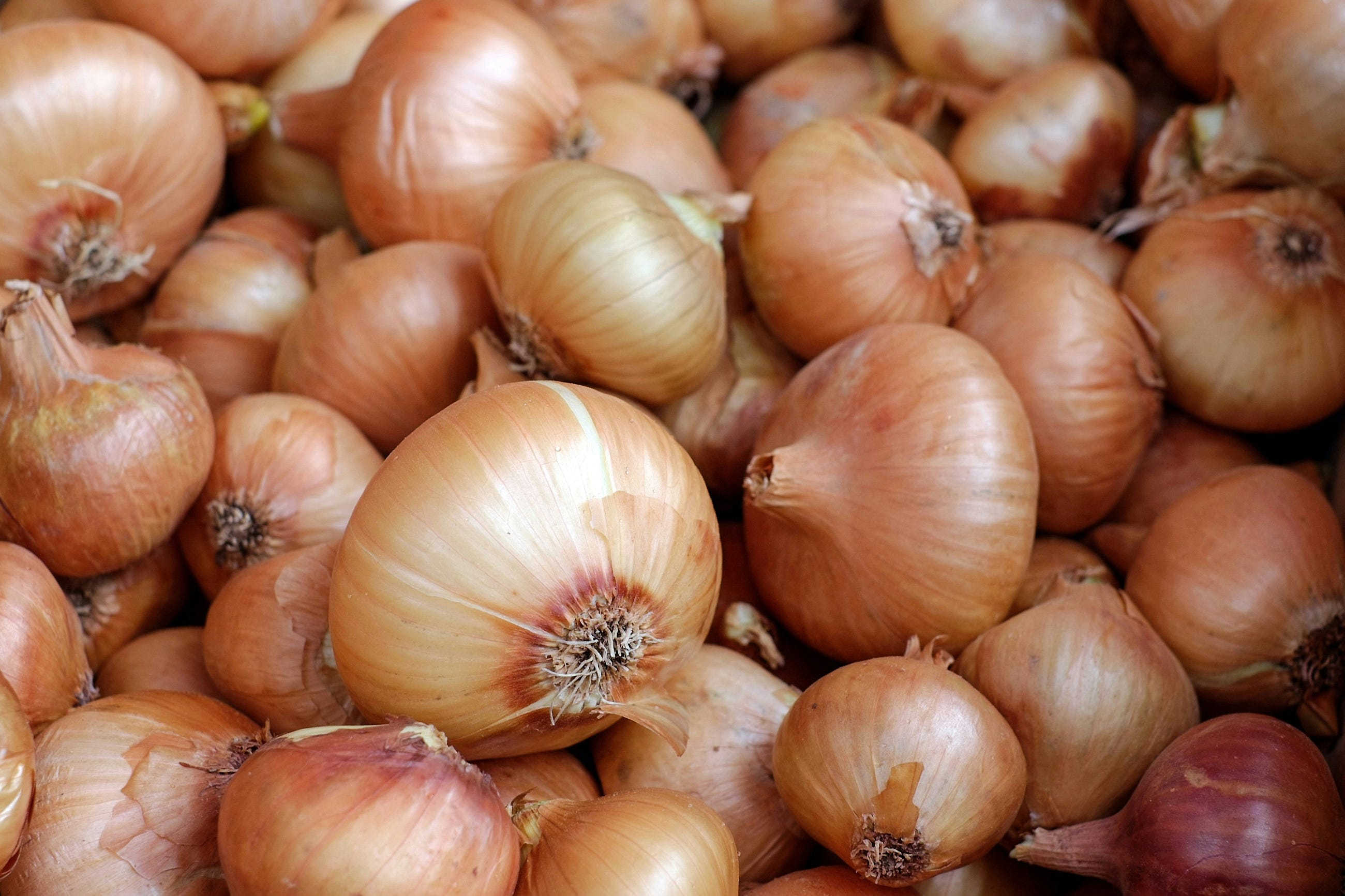Building a Secure Developer Portfolio with TOR Hidden Services and .onion Domains