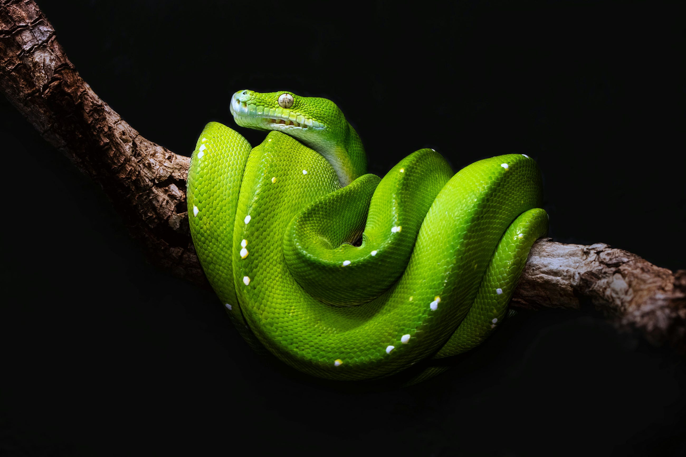 12 Python Libraries Every Serious Developer Should Have Installed By Now