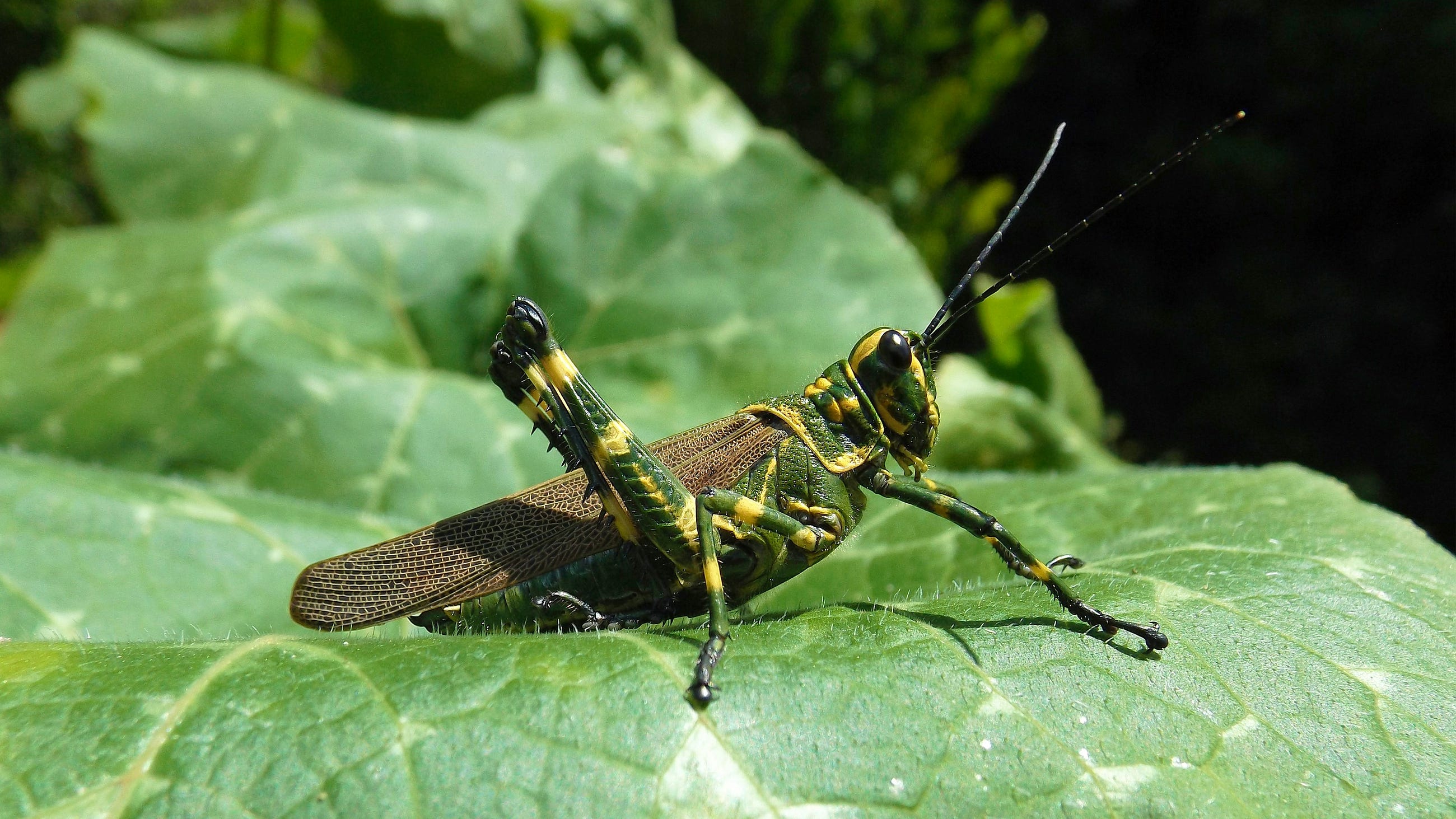 Unconventional Load Testing: Leveraging Python Locust for PostgreSQL Stress Testing