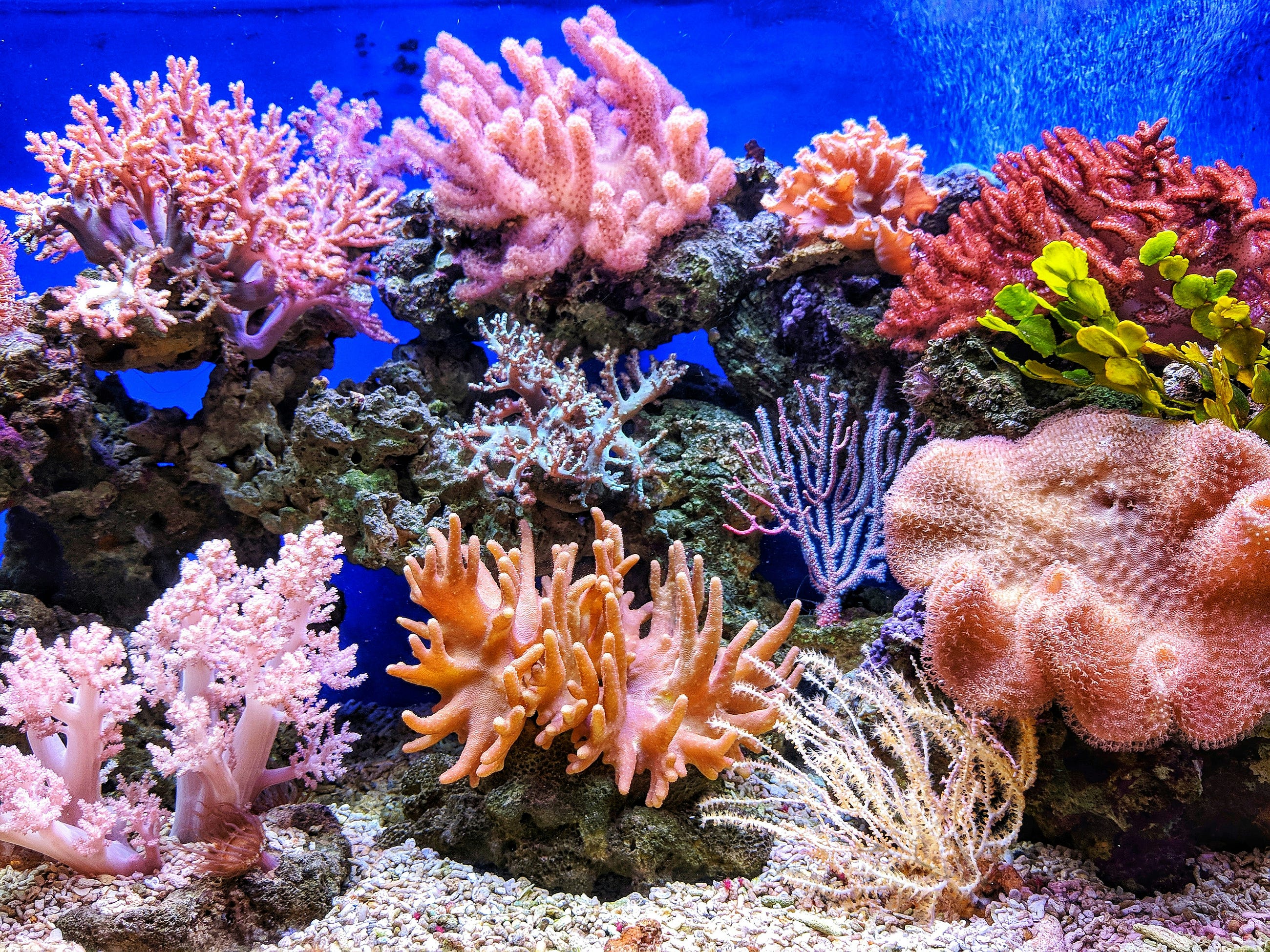 Reef That Never Recovered