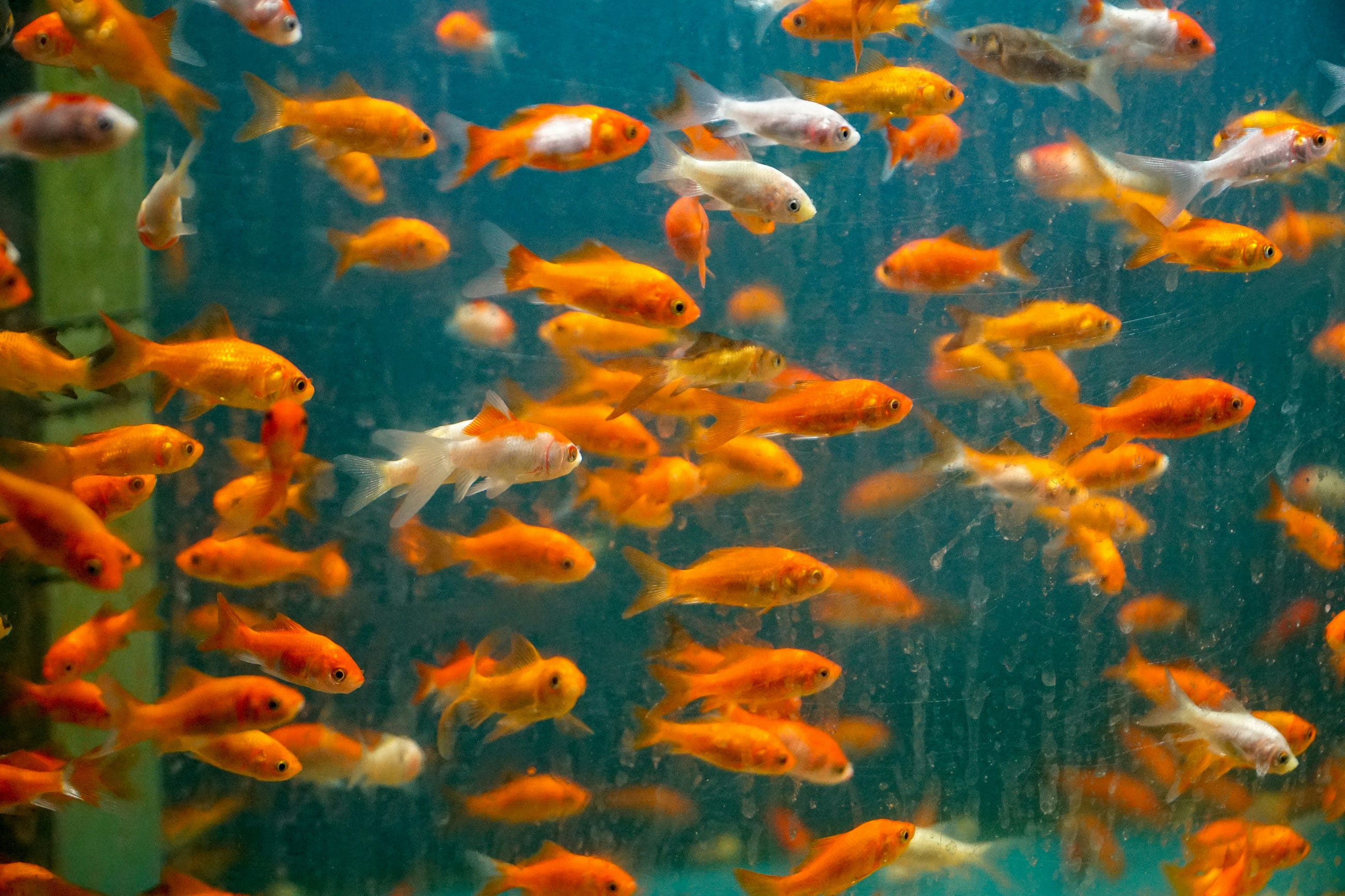 The “Goldfish” of Software Architecture: What is a Stateless Application?