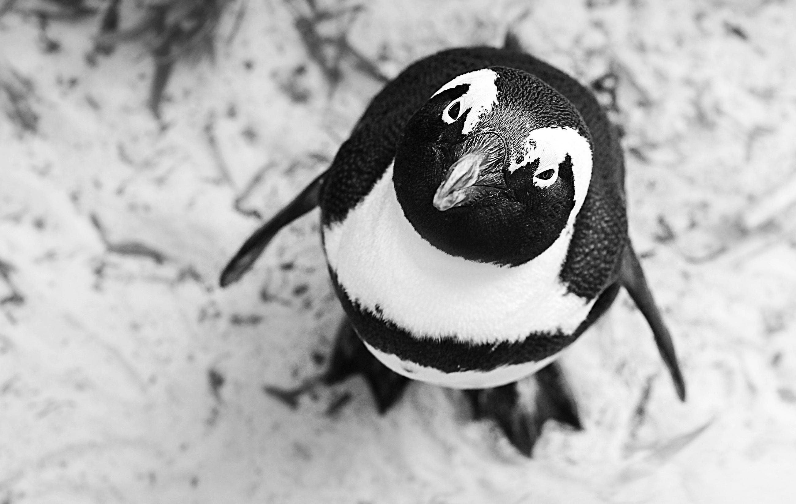 Could Linux Actually SAVE You Money?