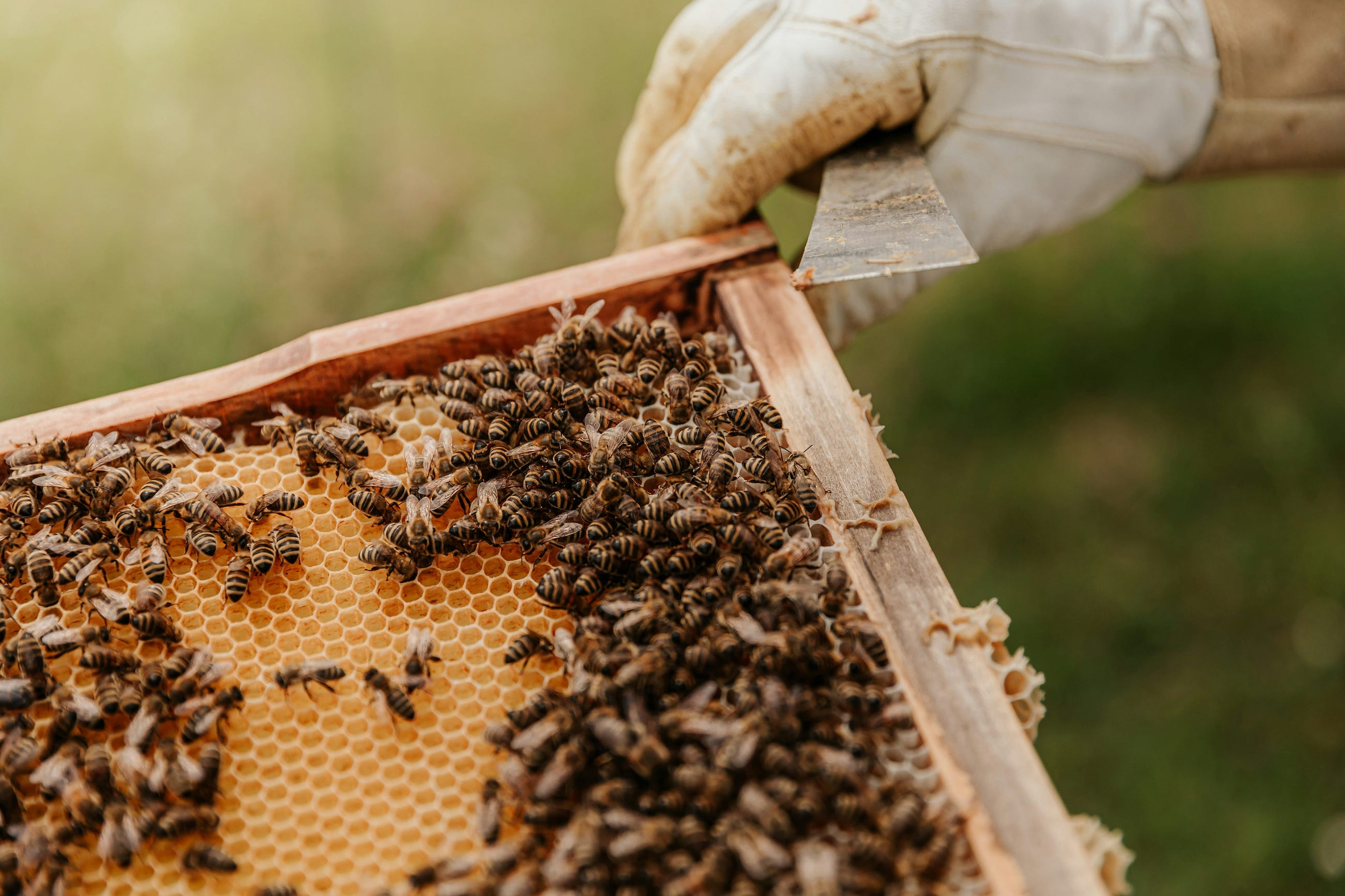 Hives That Never Left the Yard