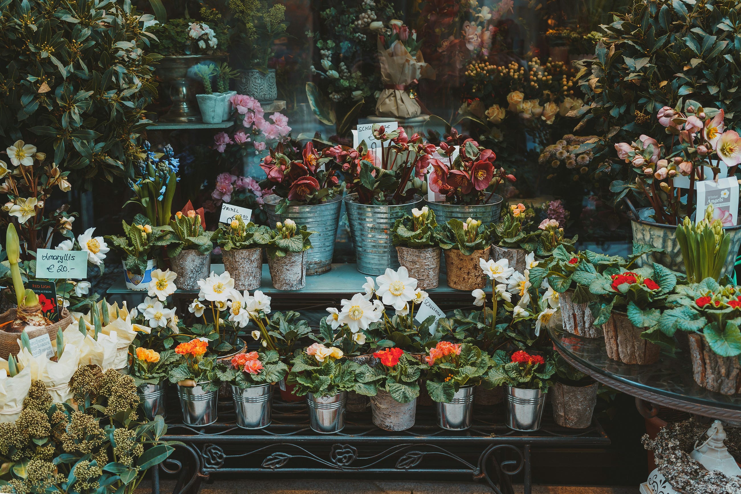 The Garden That Grew Only Thorns