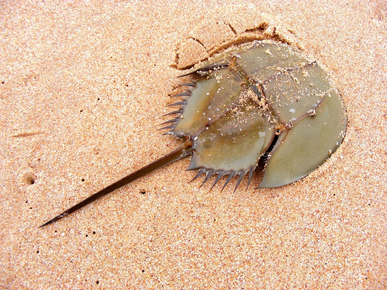 Horseshoe crab