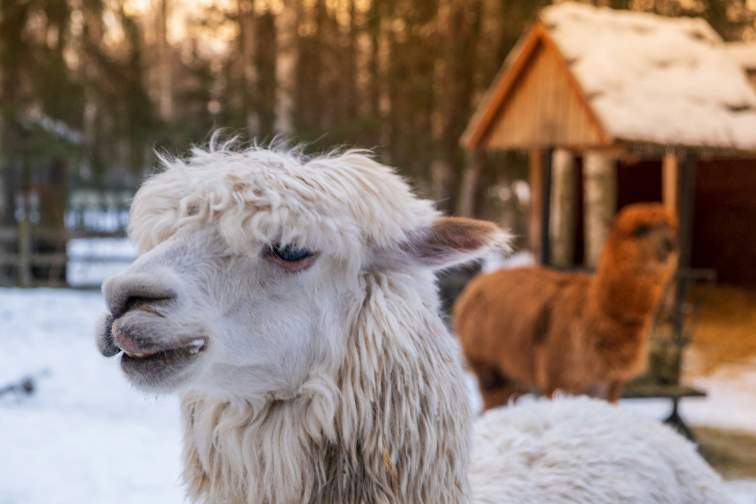 Tips and Tricks for Using Ollama
