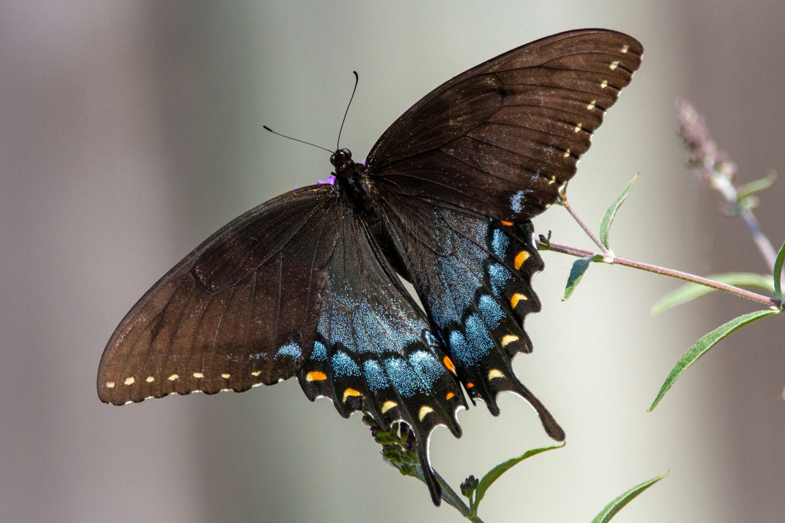 Level Up Your Python Skills: Guide to Classes — Part 6: Polymorphism in Python