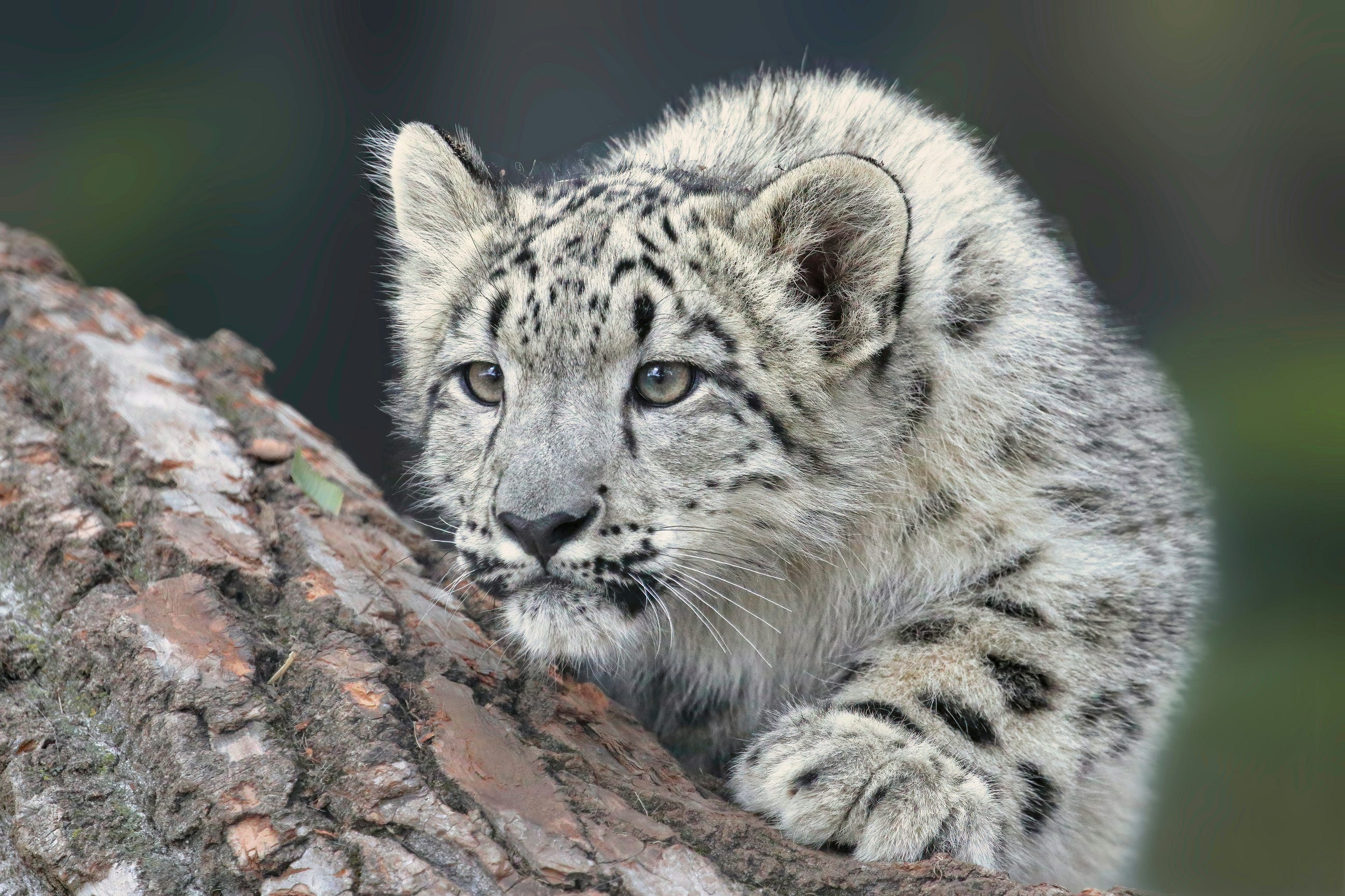 Snow Leopards and Tribbles in Java Heaps