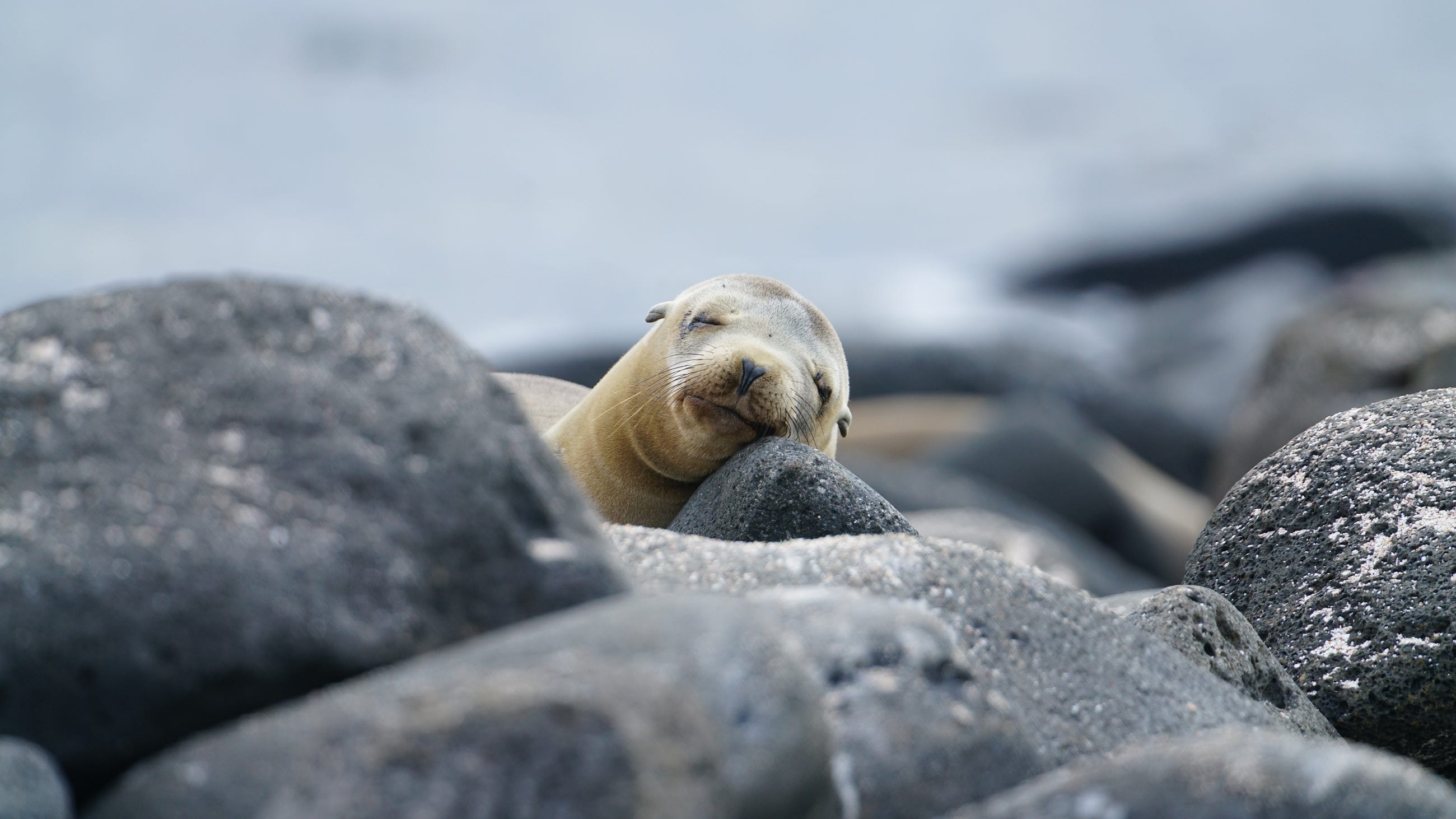 Seal the Containerized ML Deal With Podman
