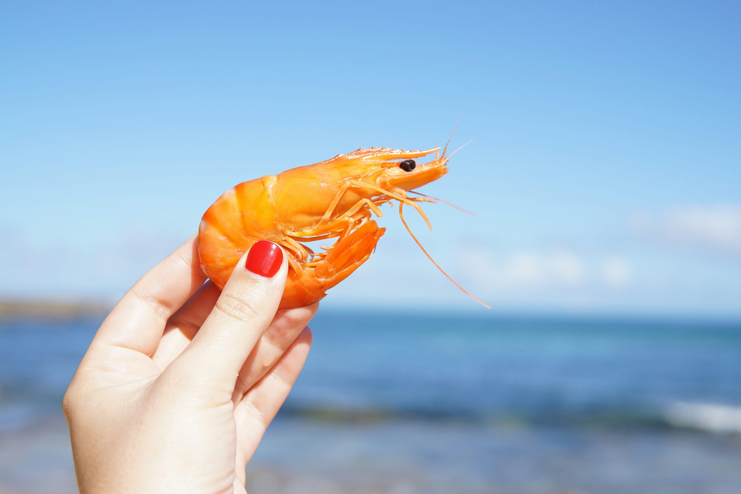 I Accidentally Found a $1,000 MRR AI Startup Idea While Sitting Like a Shrimp