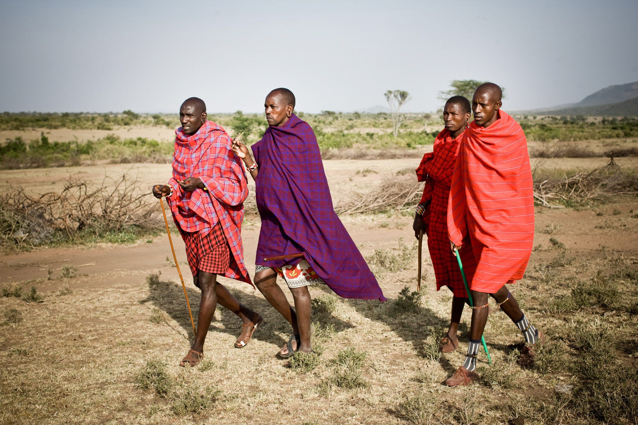 The seminomadic Maasai move their livestock to fresh pastures based on seasonal rotation, but as droughts become more severe in East Africa with climate change, many herders are being forced to seek alternate livelihoods.