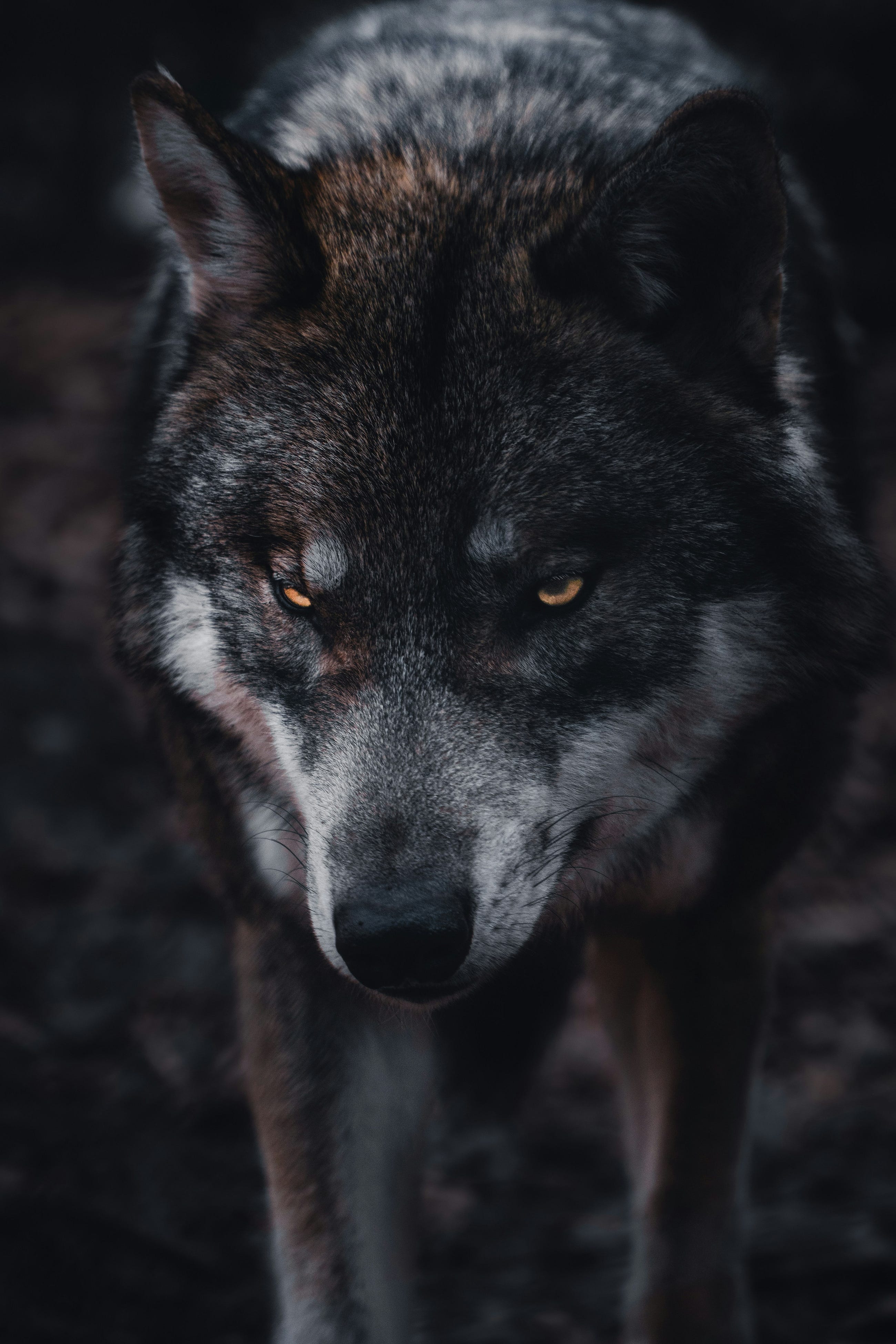 Way of the Wolf: