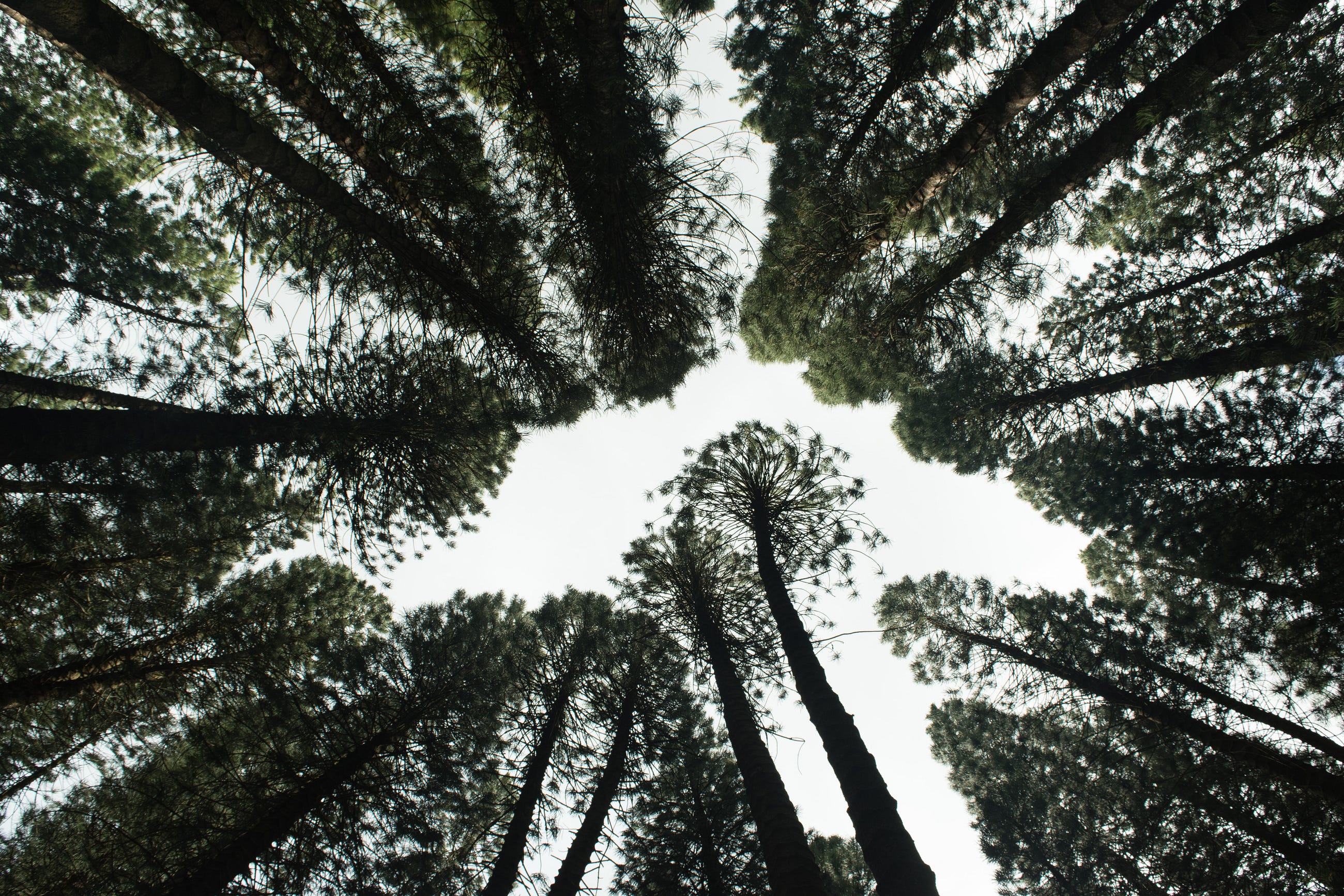 Ethics for a Participatory Ecology