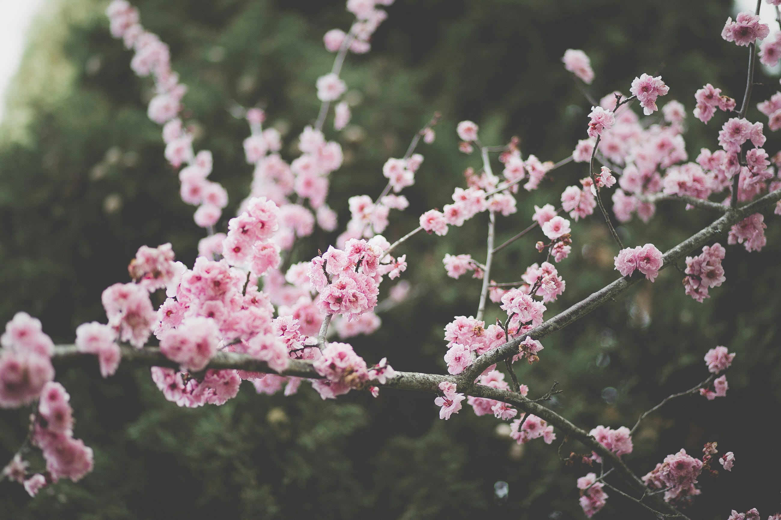 Complete Guide to CRUD Using MyBatis and Spring Boot