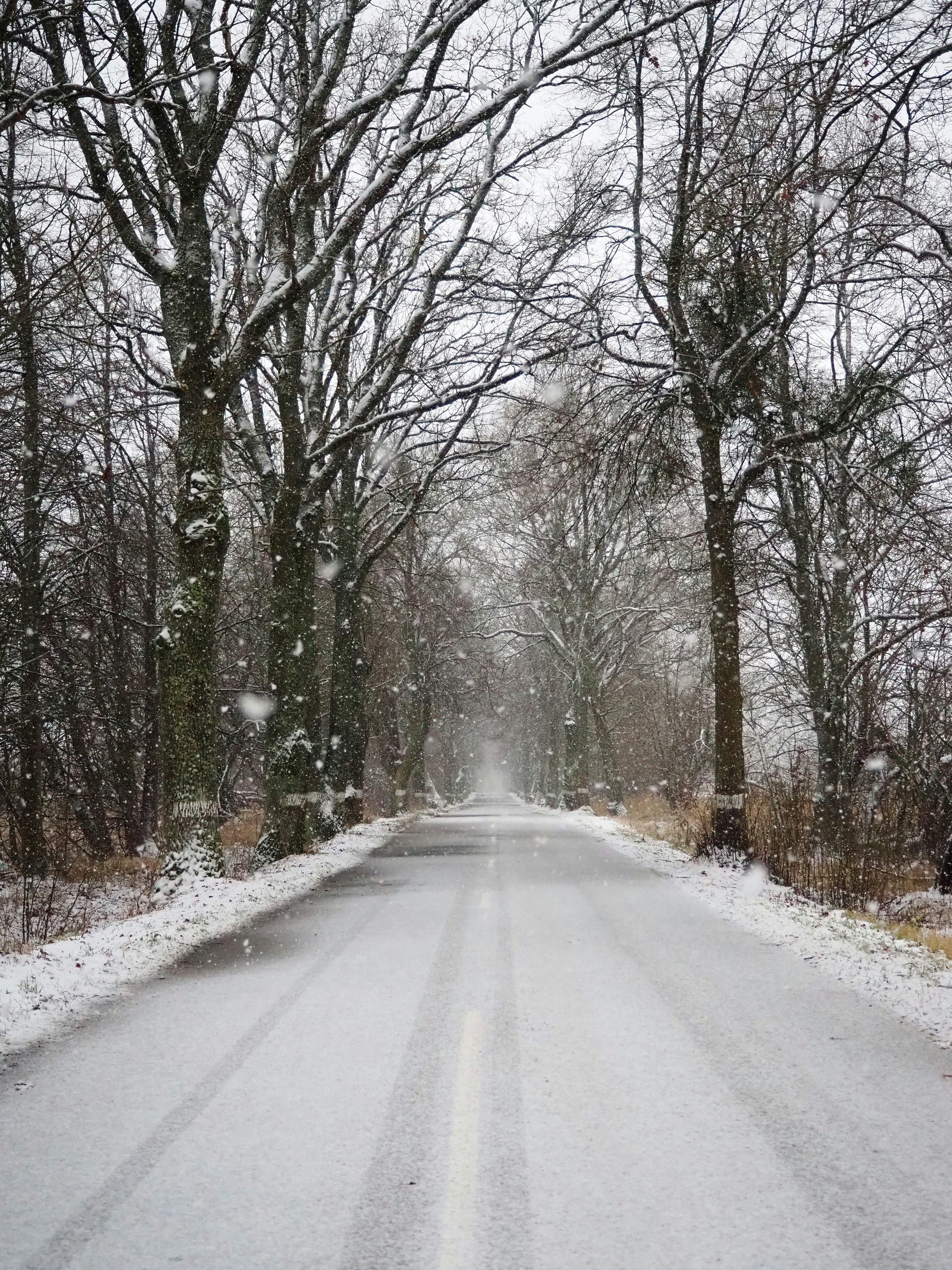 The Disappearance of Maura Murray: The College Student Who Vanished After a Car Crash in the Snow