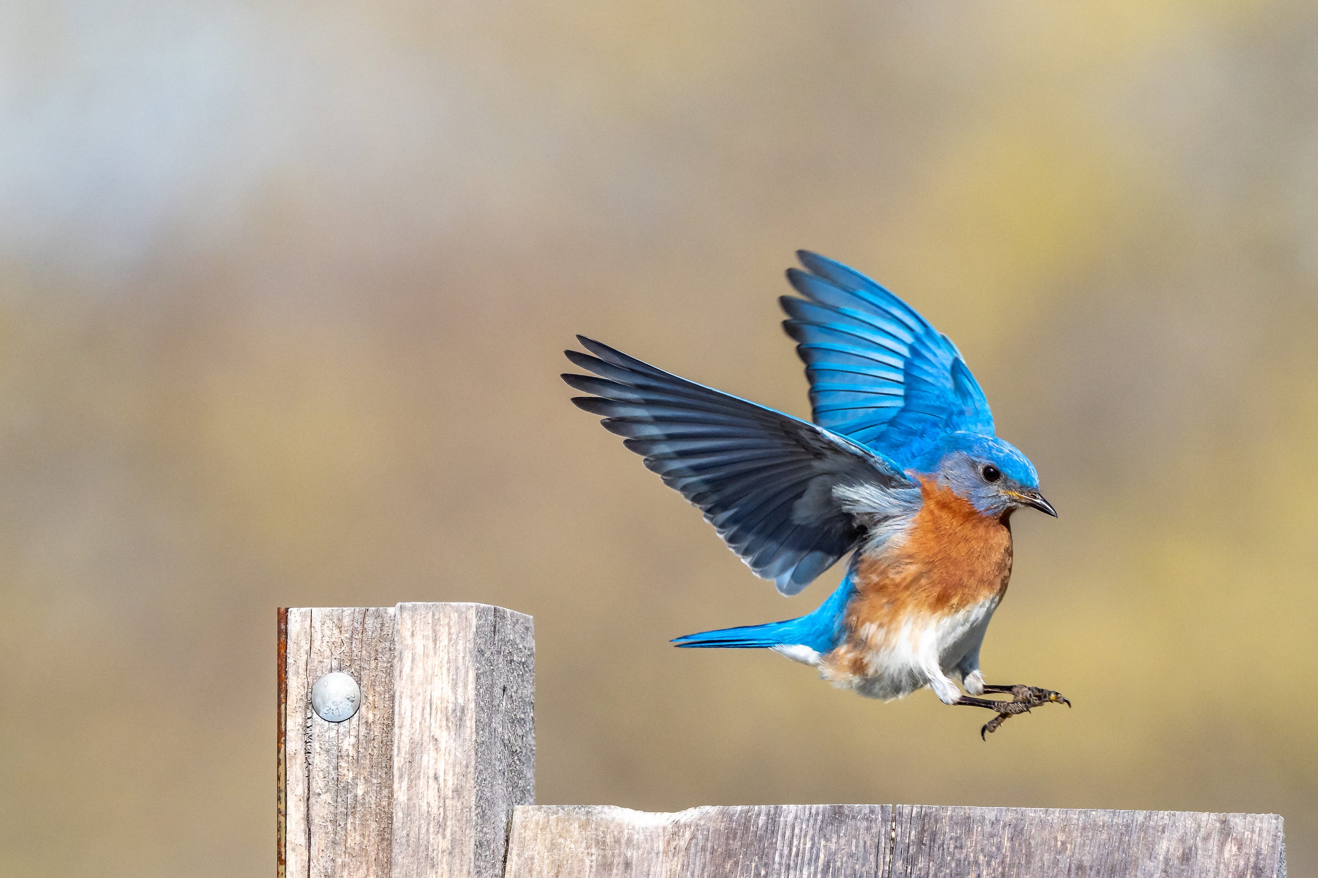 You Learn To Fly By Falling: Discover Nature’s Best Secret to Success