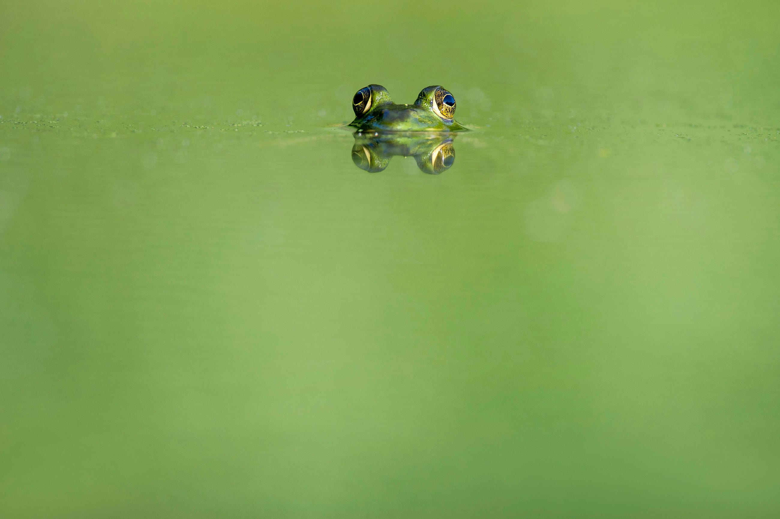 A Step-by-Step Guide to Eating Frogs