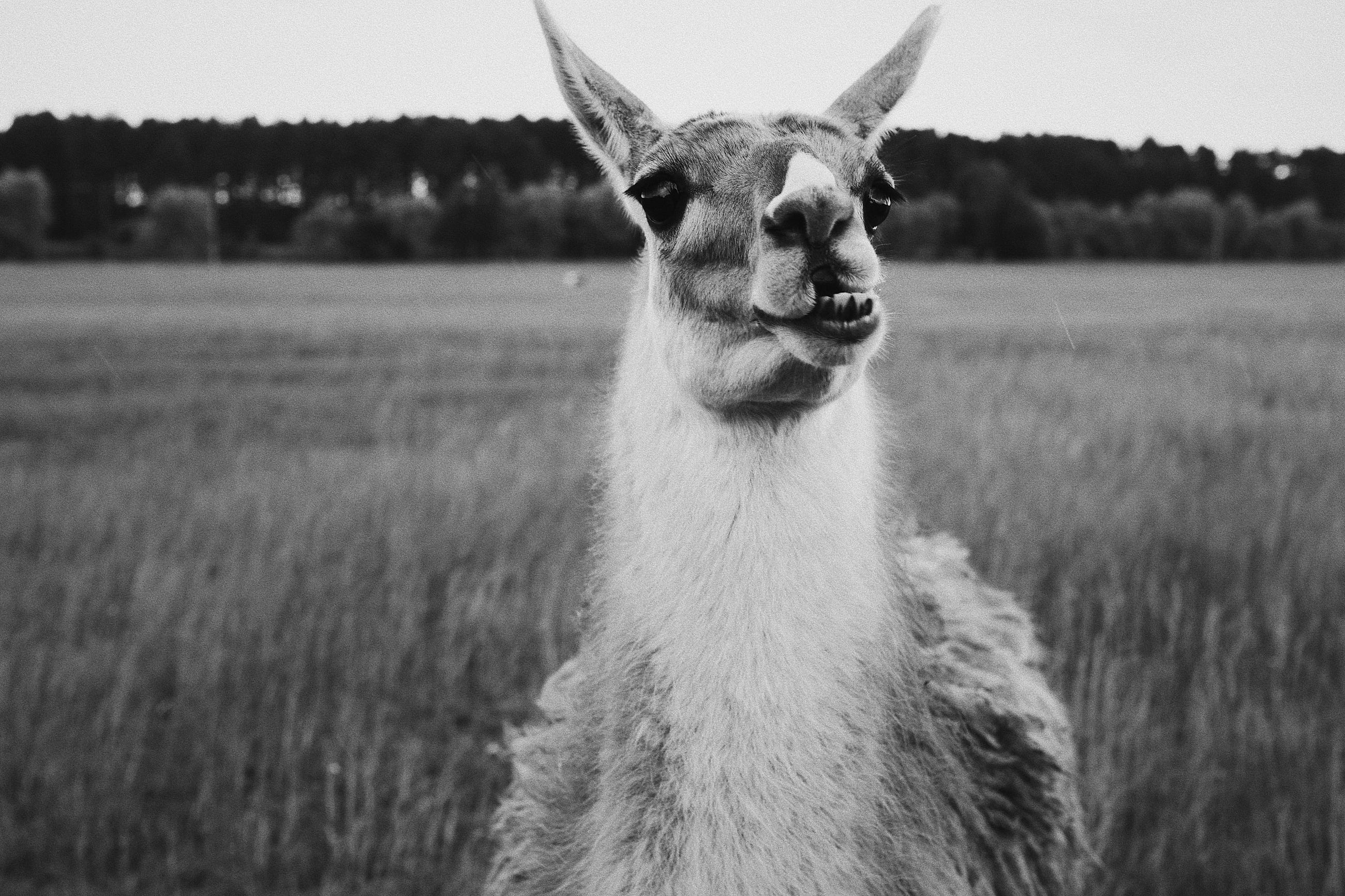 Building Offline AI Apps with Python using llama-cpp (No Internet Required)