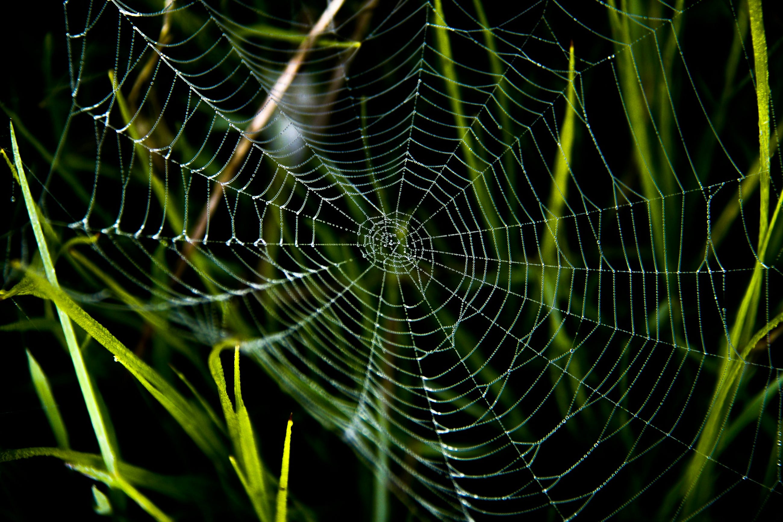 .NET 10 System.Text.Json: The Declared-Type Trap That Silently Loses Derived Class Properties