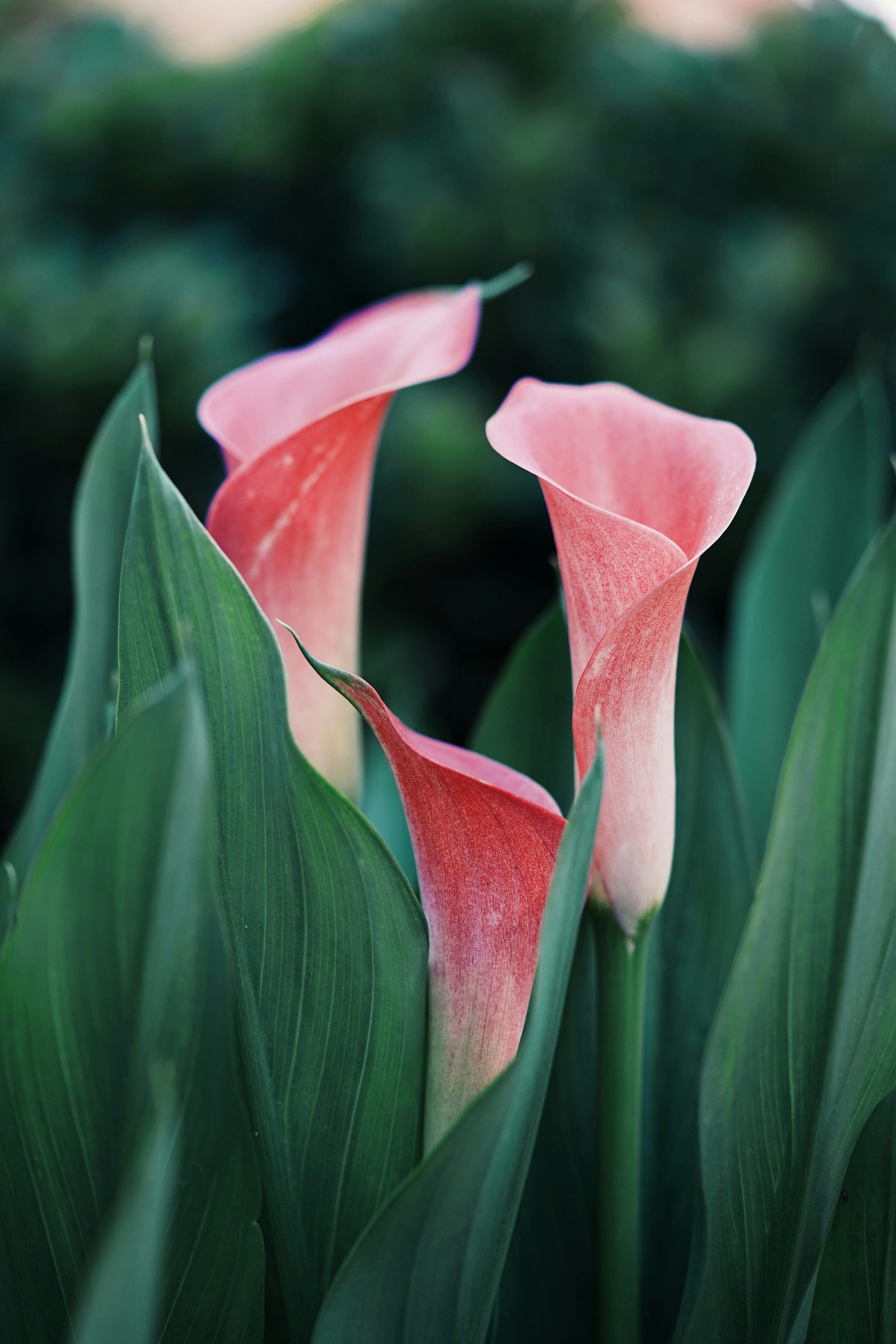 The Bloom That Never Came