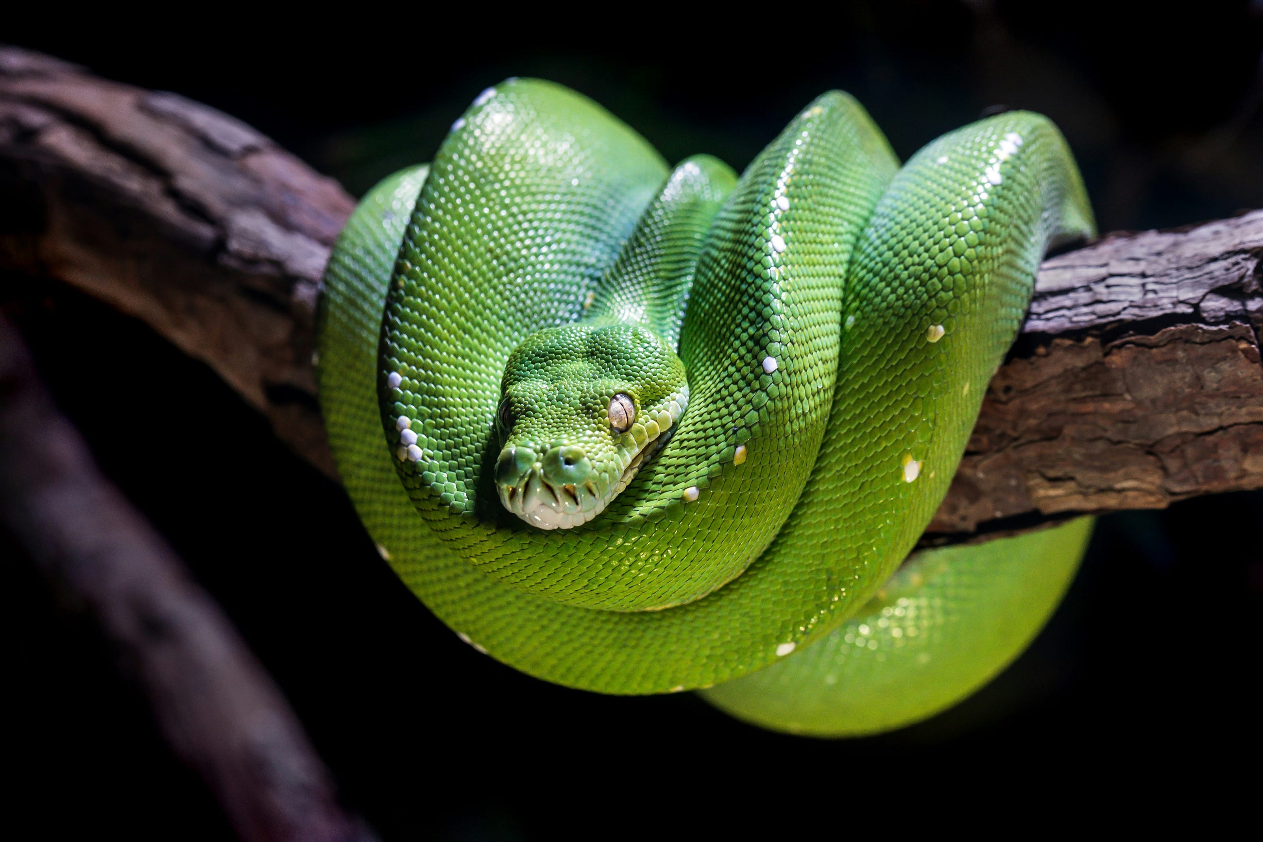 2 Reasons I Never Stopped Learning Python No Matter What!