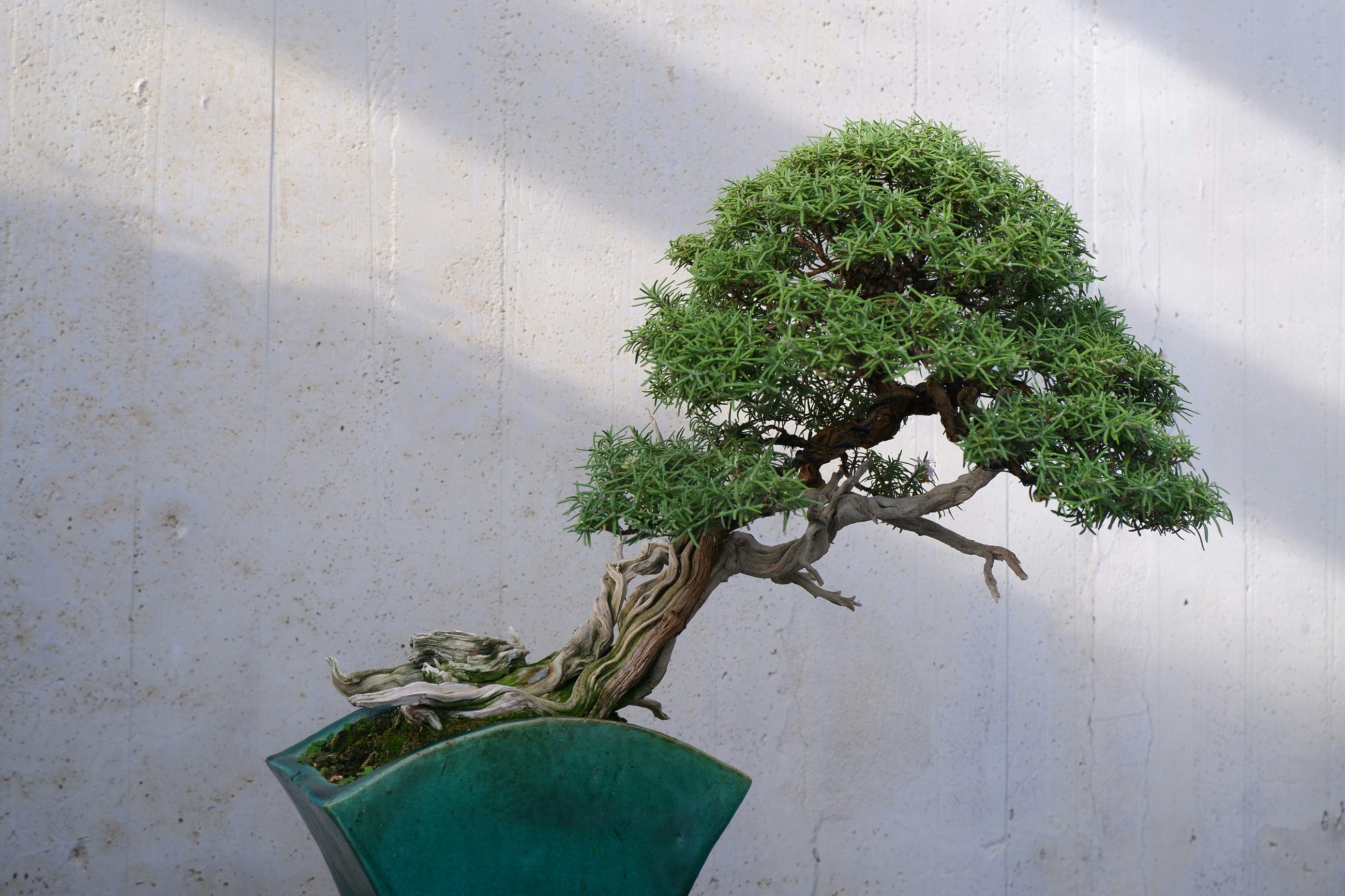 Bonsai Image : World’s 1st 1-bit Image Generator