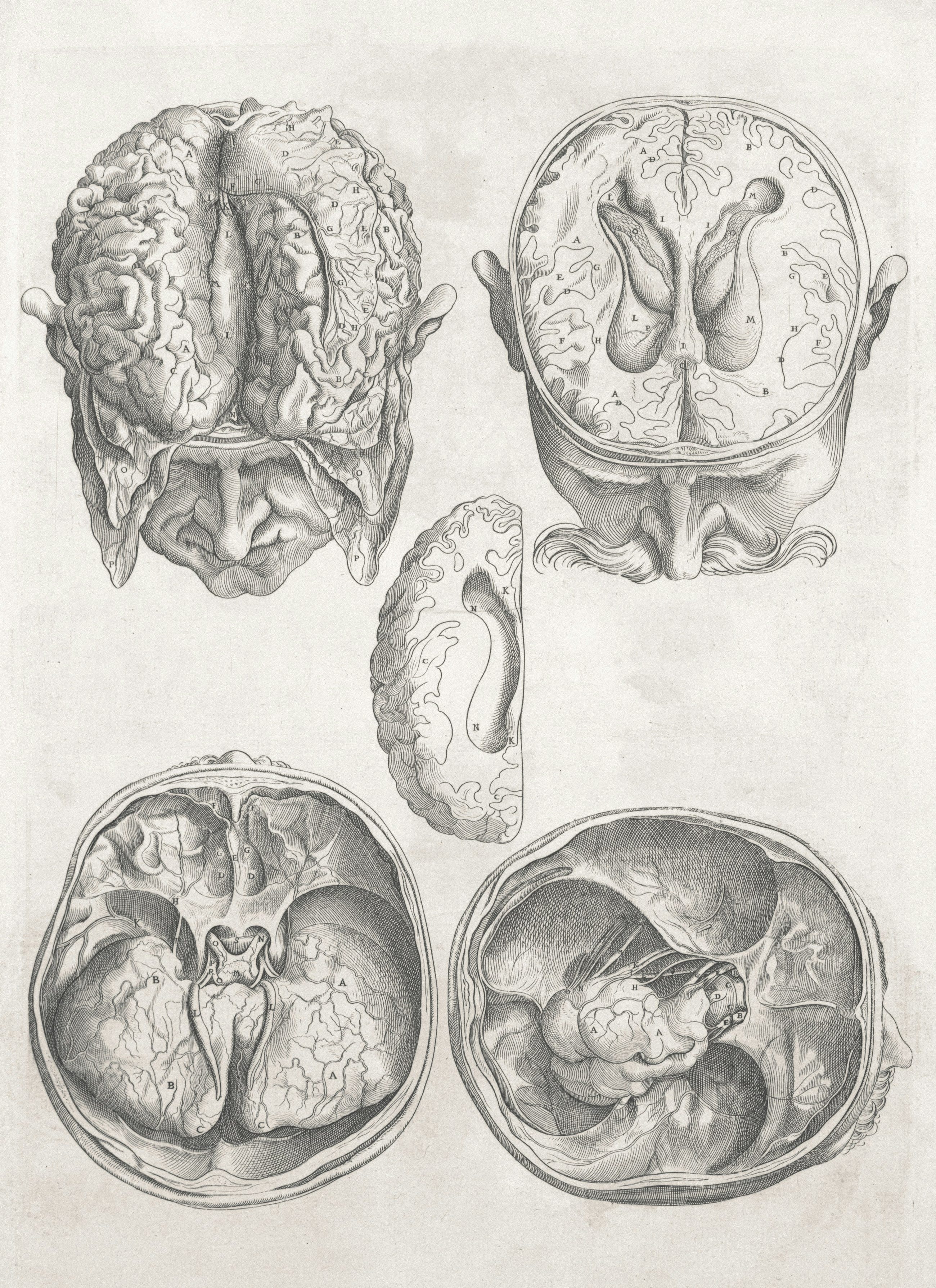 7 Lies the Brain Tells You