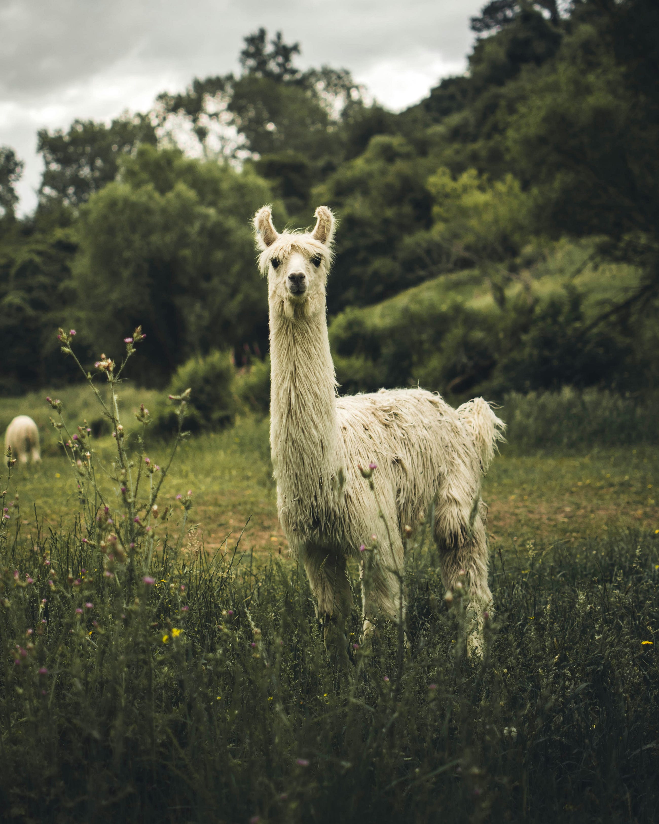 Try Llama3 on Colab (Free)
