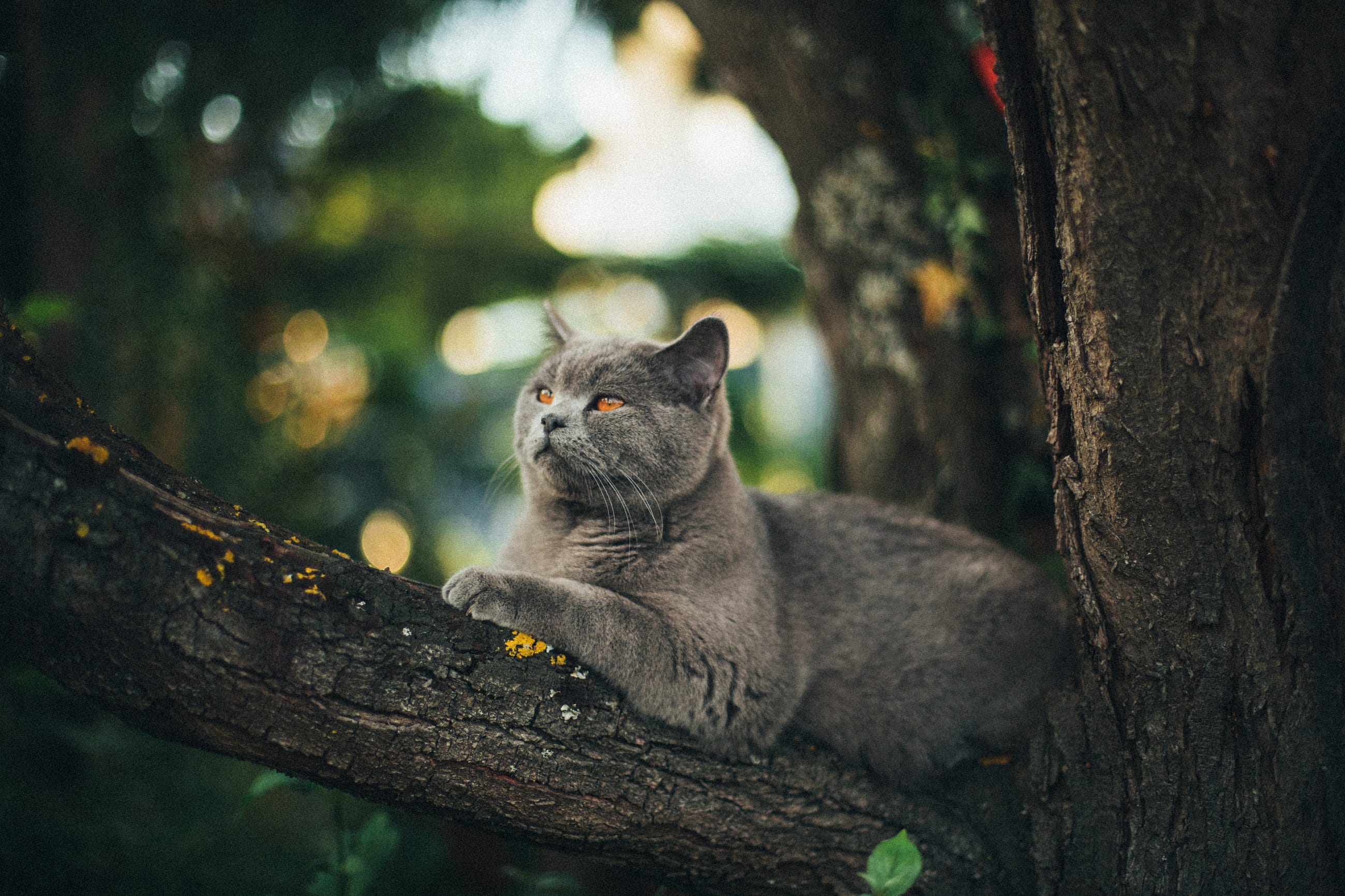4 Lessons Learned From Trying to Make My Cat an Influencer