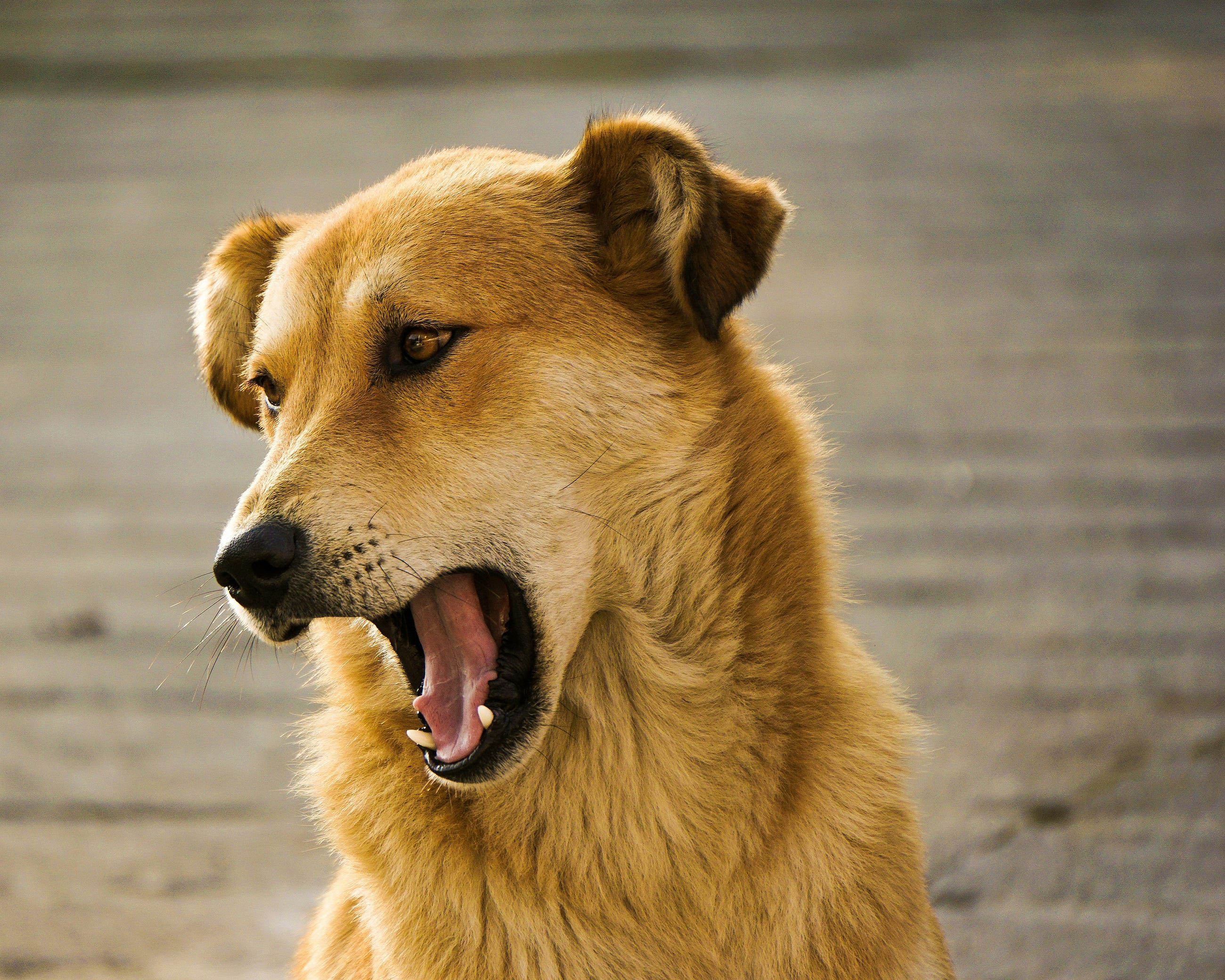 AI Decodes Dog Barks: A New Frontier in Understanding Animal Communication