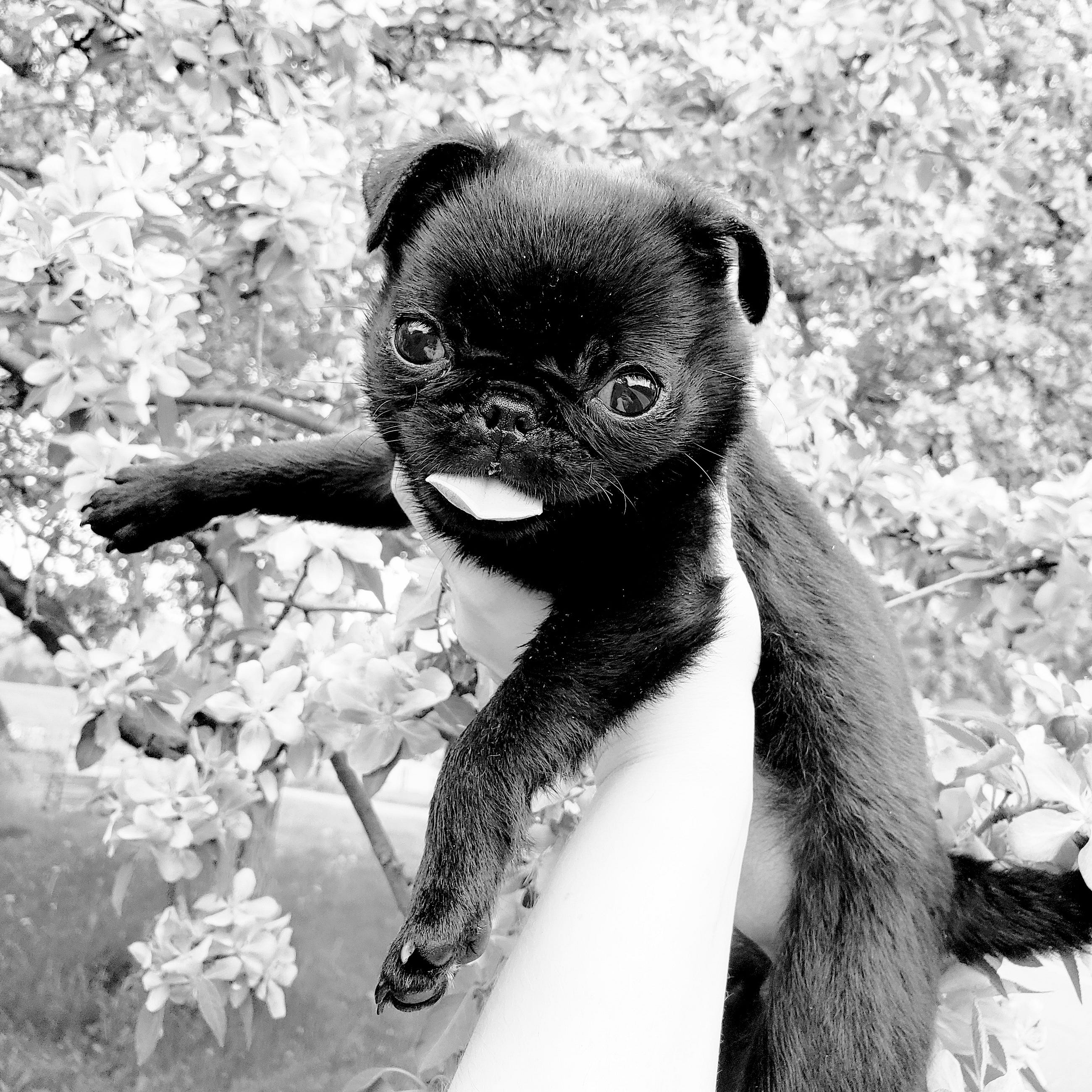 These Are The Valuable Insights I ve Gained During My Journey As A Pet 