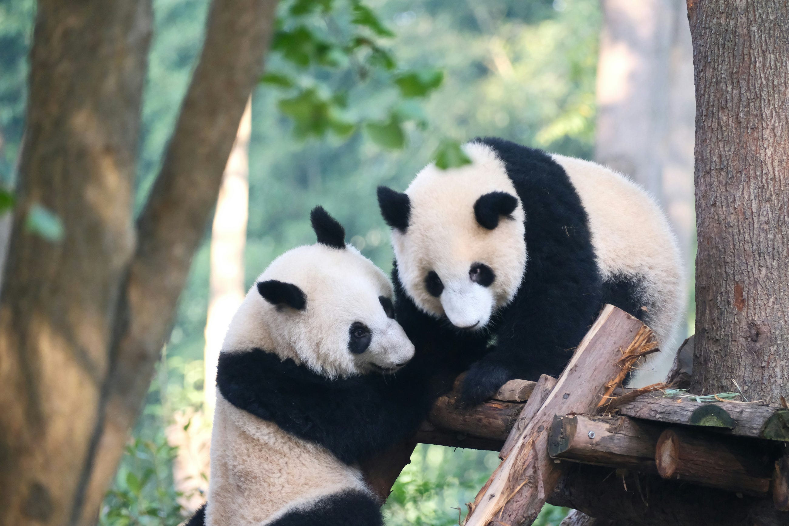 Adding Columns to Pandas DataFrames