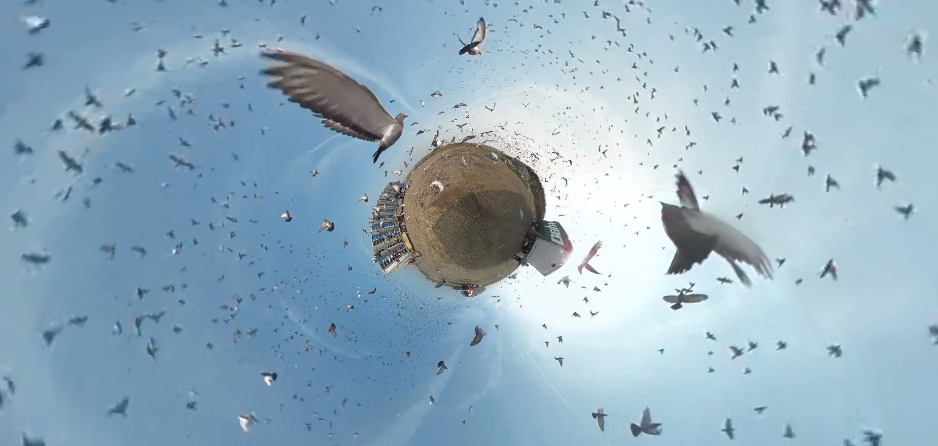 Comment Les Pigeons Voyageurs Savent Ou Aller